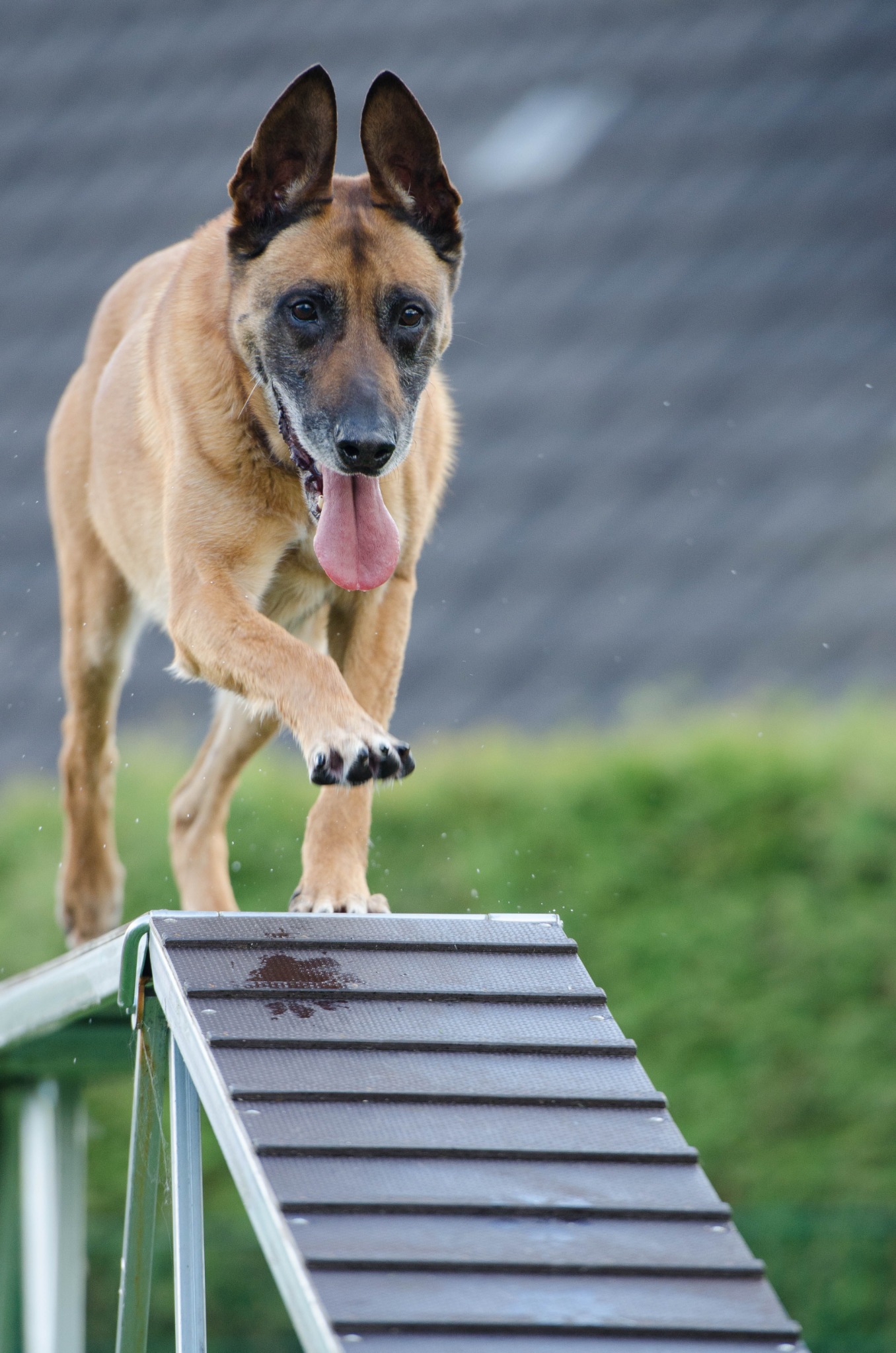 Hannah Branigan - Wonderpups Facebook ad from Aug 14, 2025