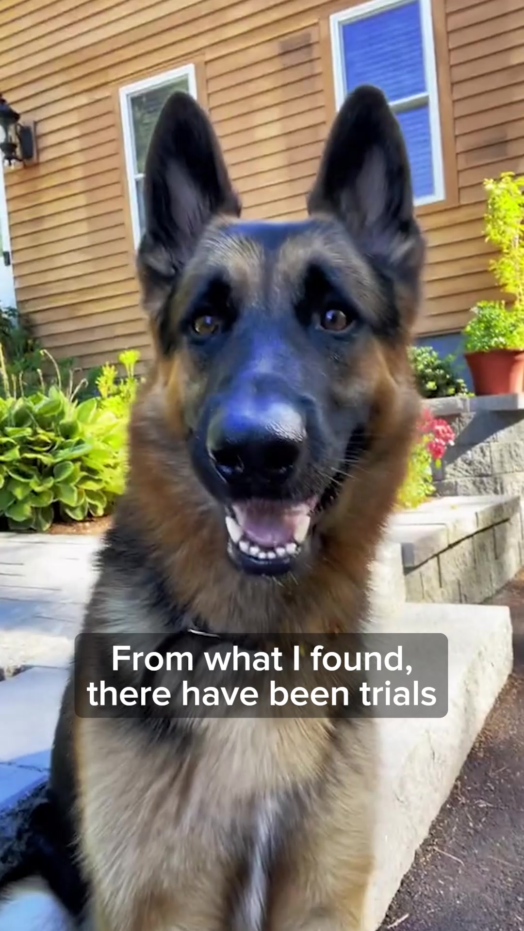 Pets Are Kids Facebook ad: Stop Degenerative Myelopathy Before Symptoms Start