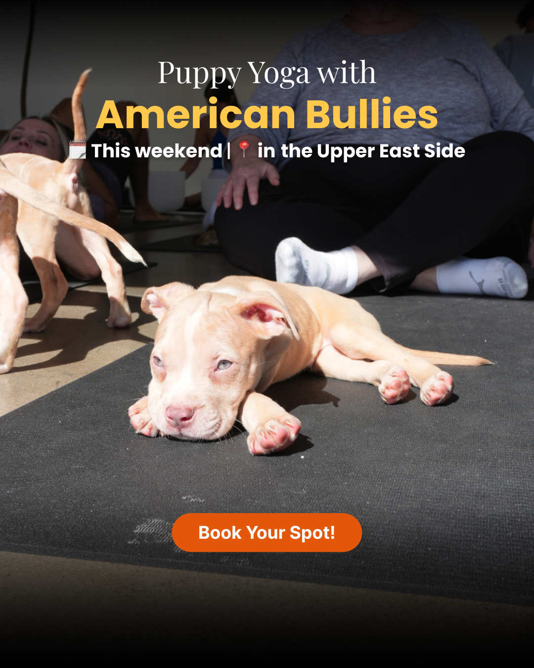 Puppy Yoga Club Facebook ad