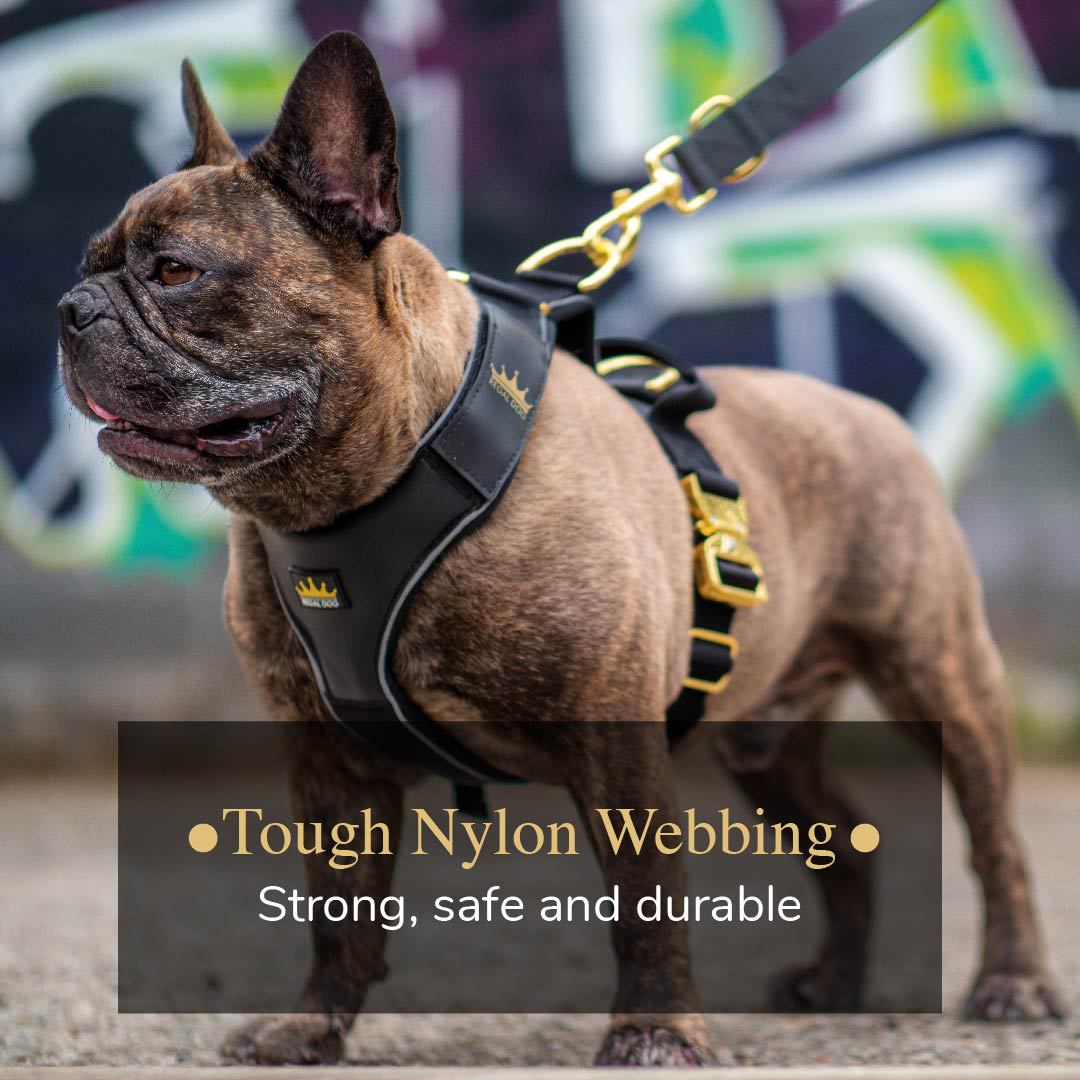 REGAL DOG Facebook ad