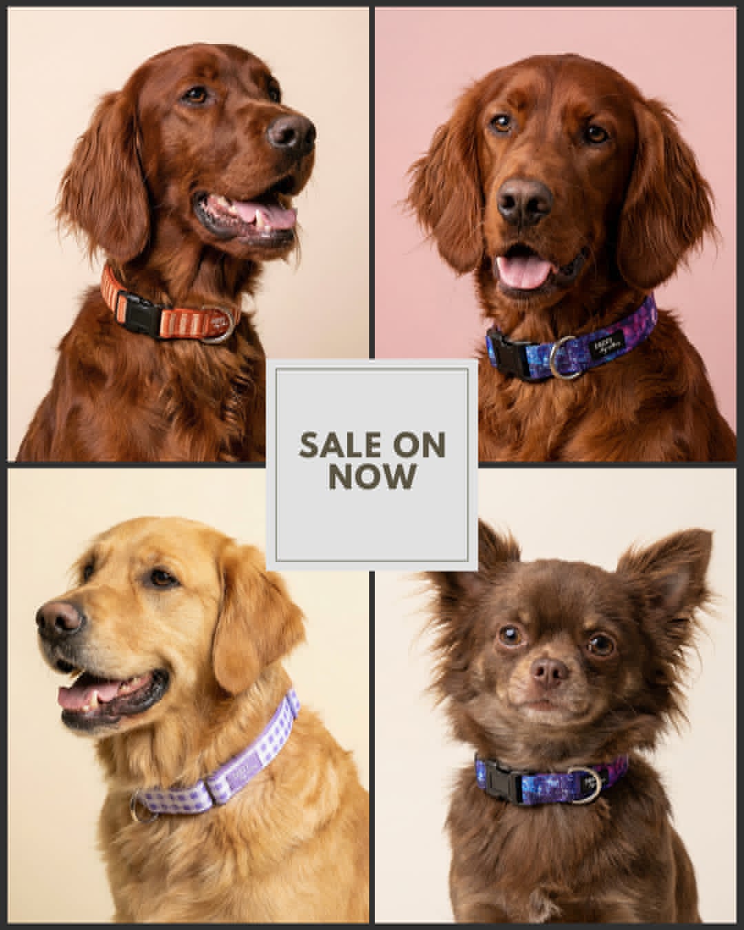 Dizzy Dog Collars Facebook ad