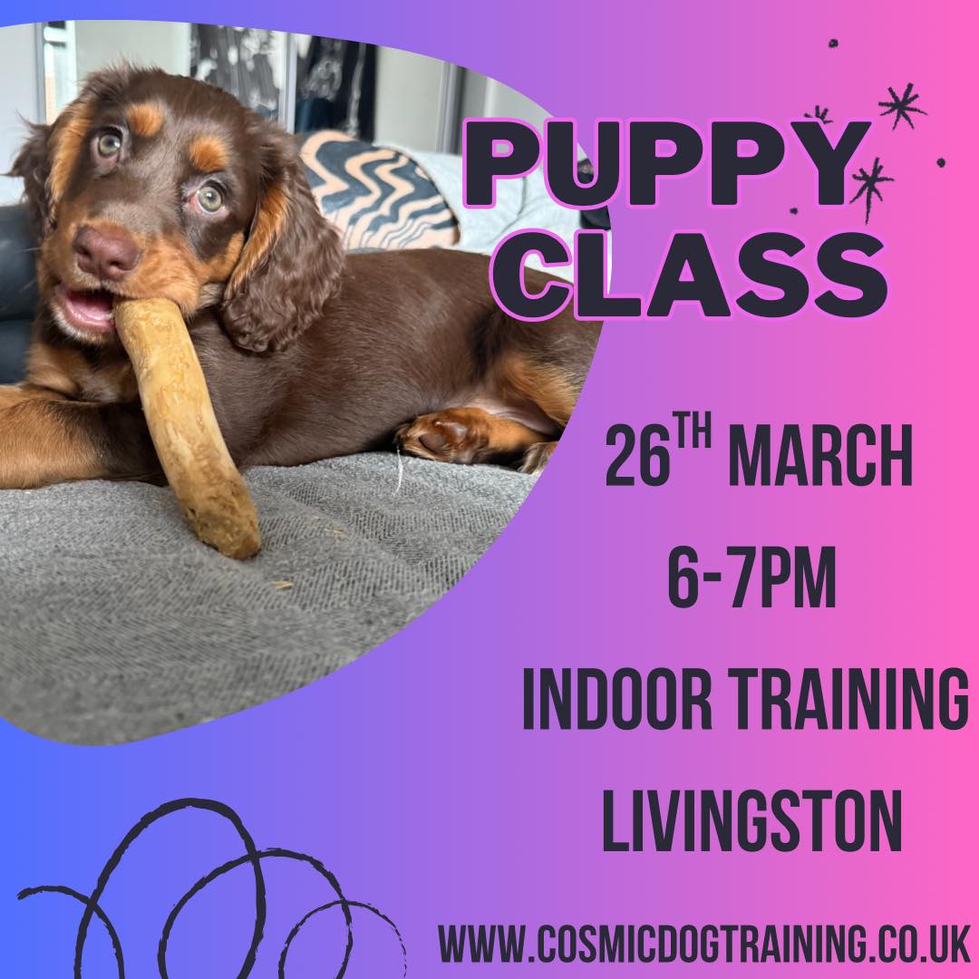 Cosmic Dog Training Facebook ad: Classes | Cosmic Dog Training