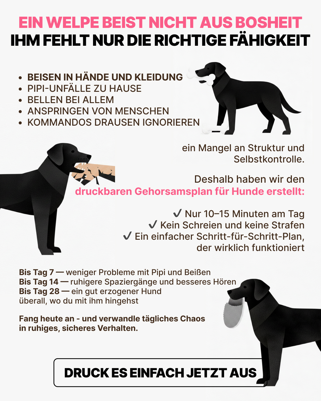 Ben Your Puppy Trainer Facebook ad