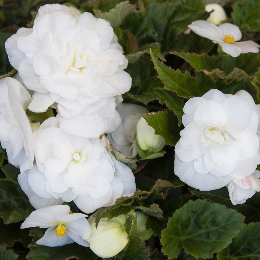 Impecta Fröhandel Europe Facebook ad: Einjährige Sommerblumen bringen Leben in deinen Garten!