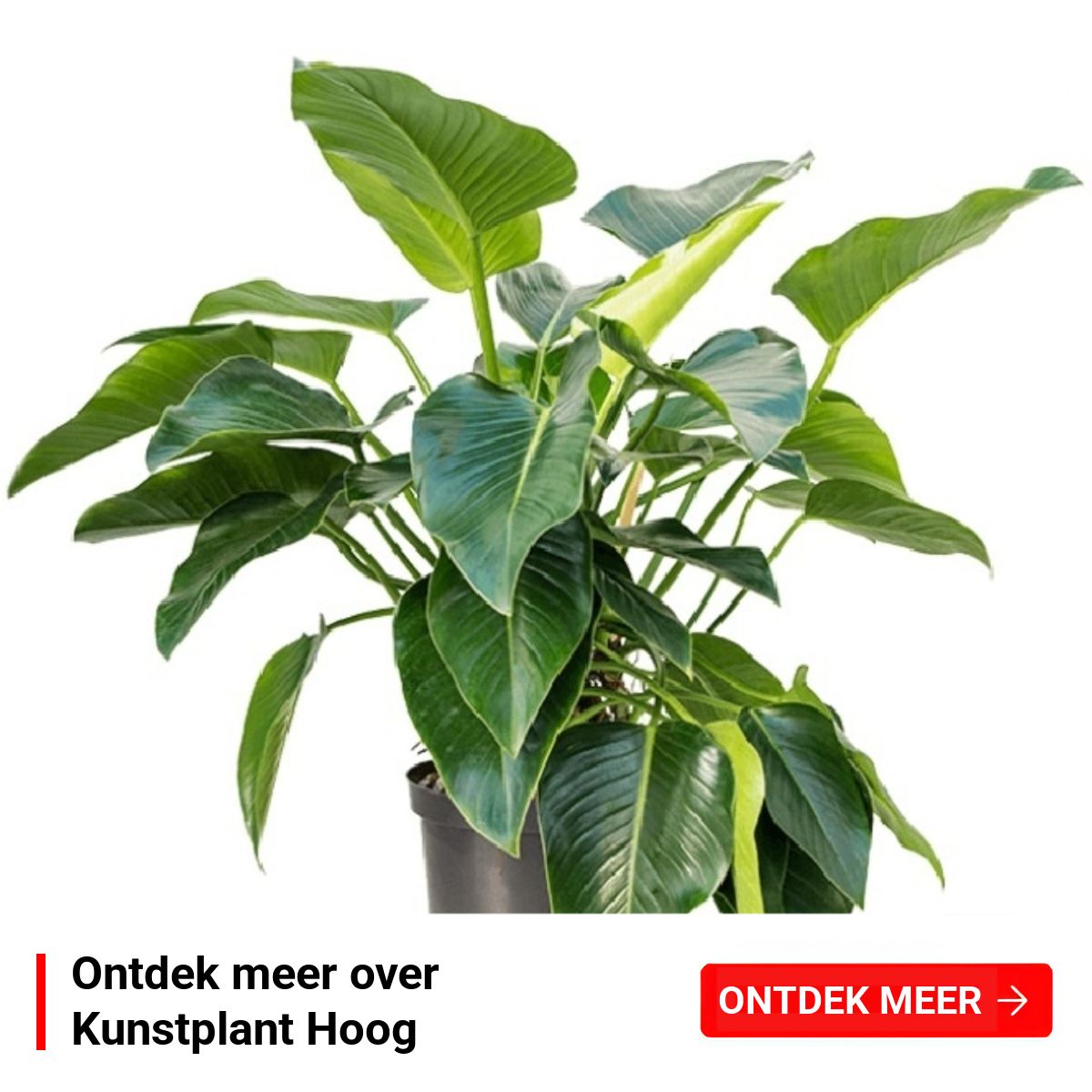 Orboto Facebook ad