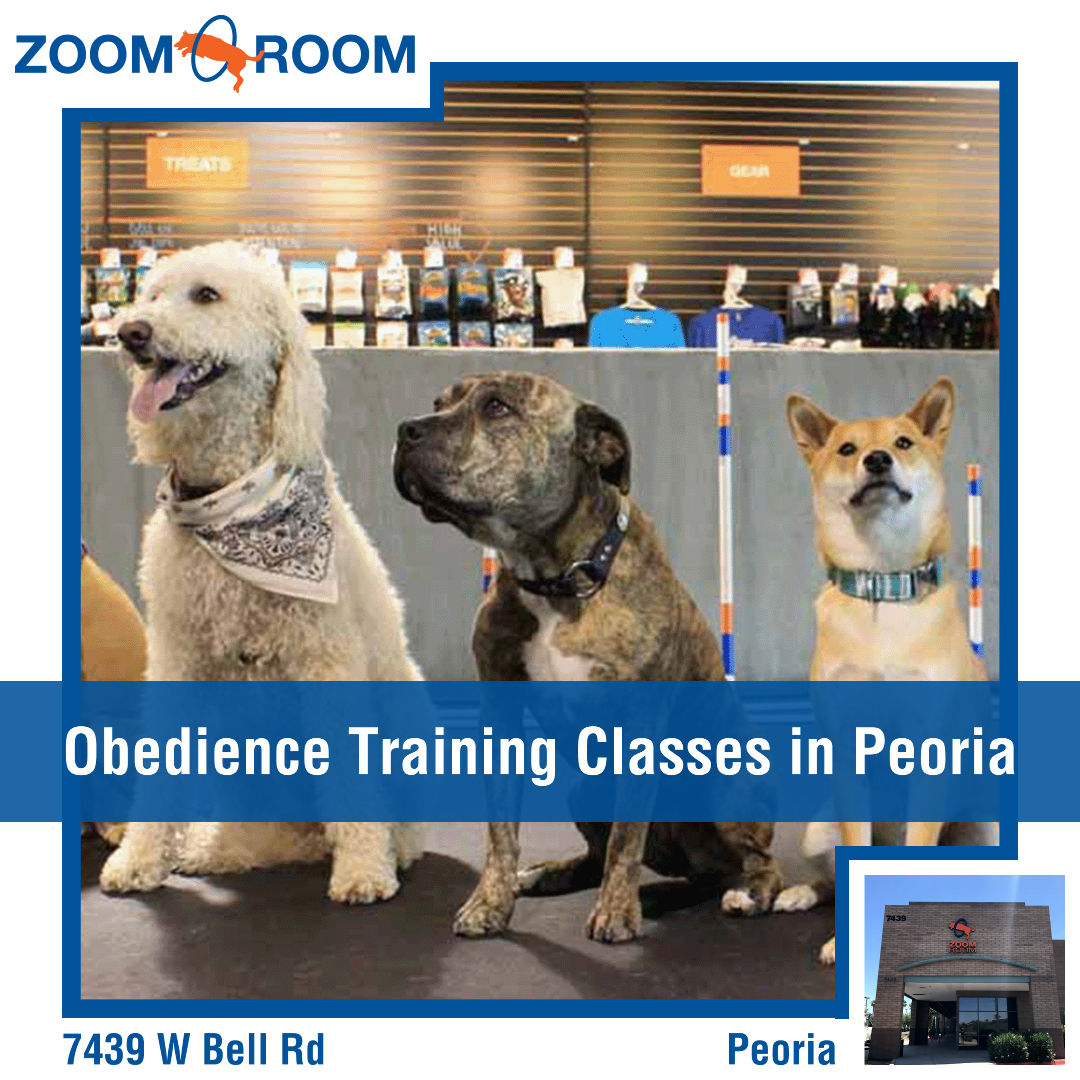 Zoom Room Dog Training Facebook ad