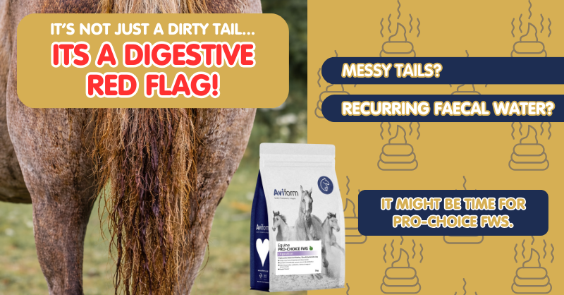 Aviform Nutrition UK - Horse & Dog Facebook ad