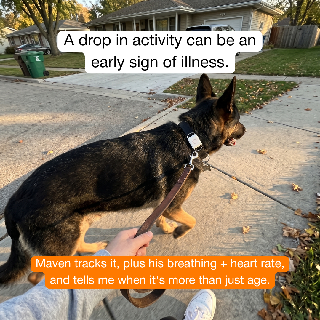 Maven Pet Facebook ad