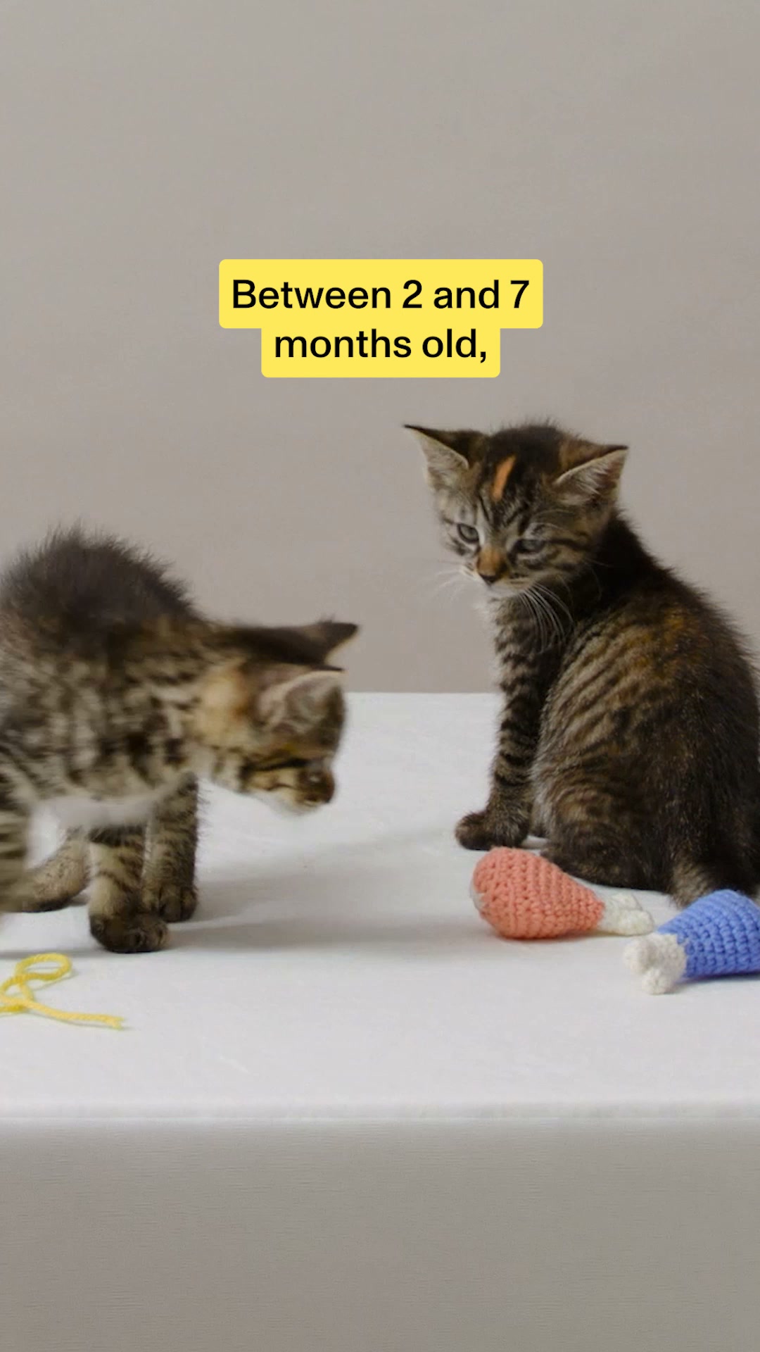 Smalls Facebook ad: Human-Grade Fresh Cat Food