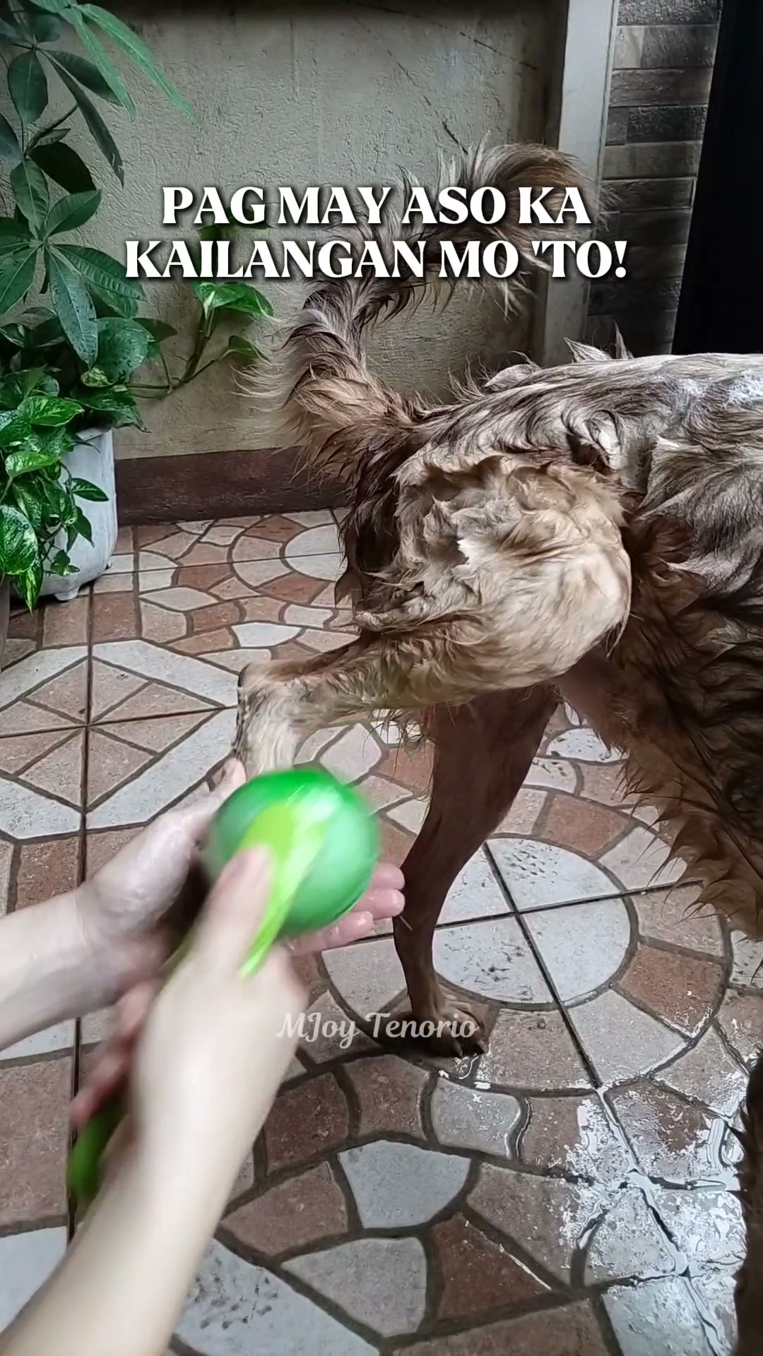 Cbliy Facebook ad: 2-in-1 Pet Bath Brush, Shampoo Dispenser & Soft Massage…
