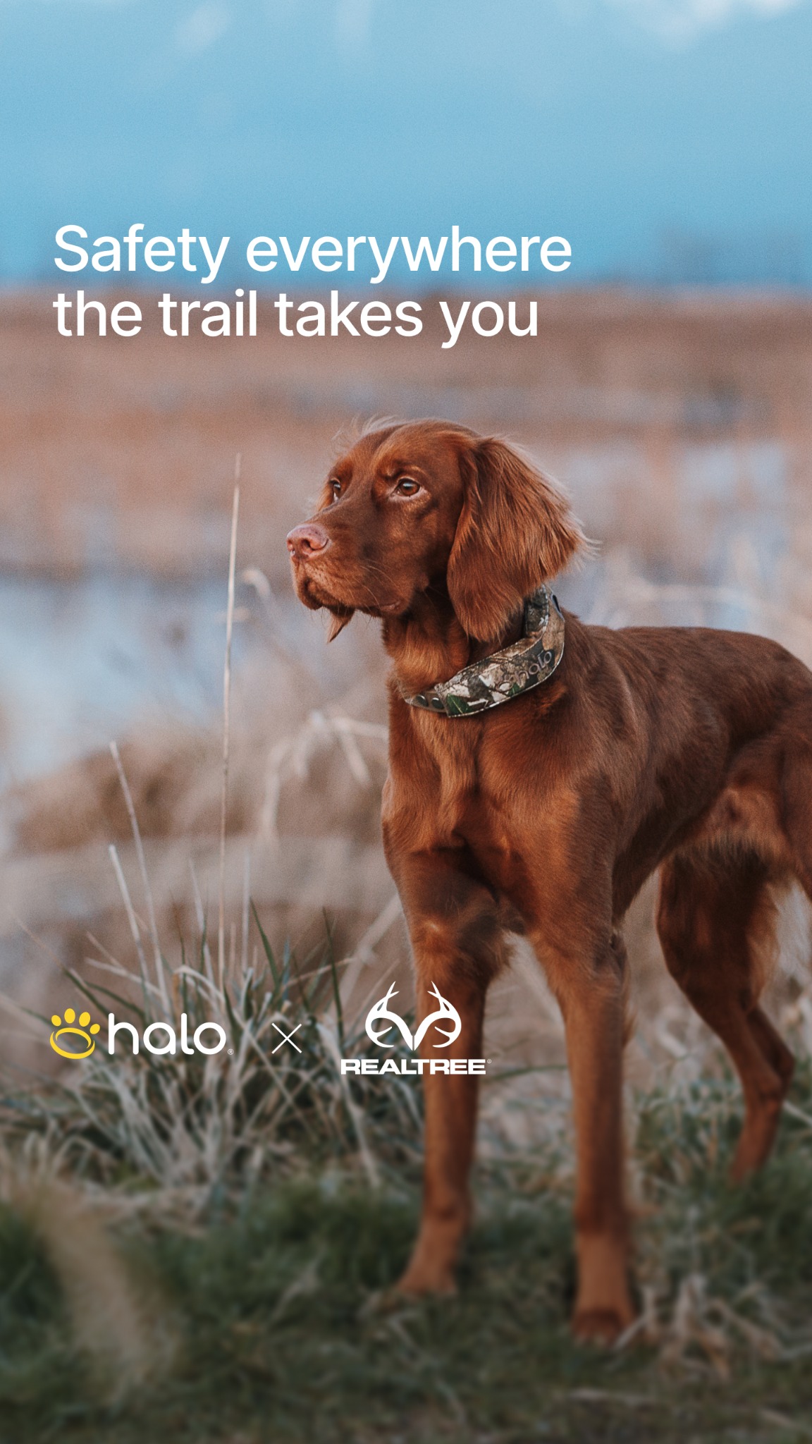 Halo Collar Facebook ad