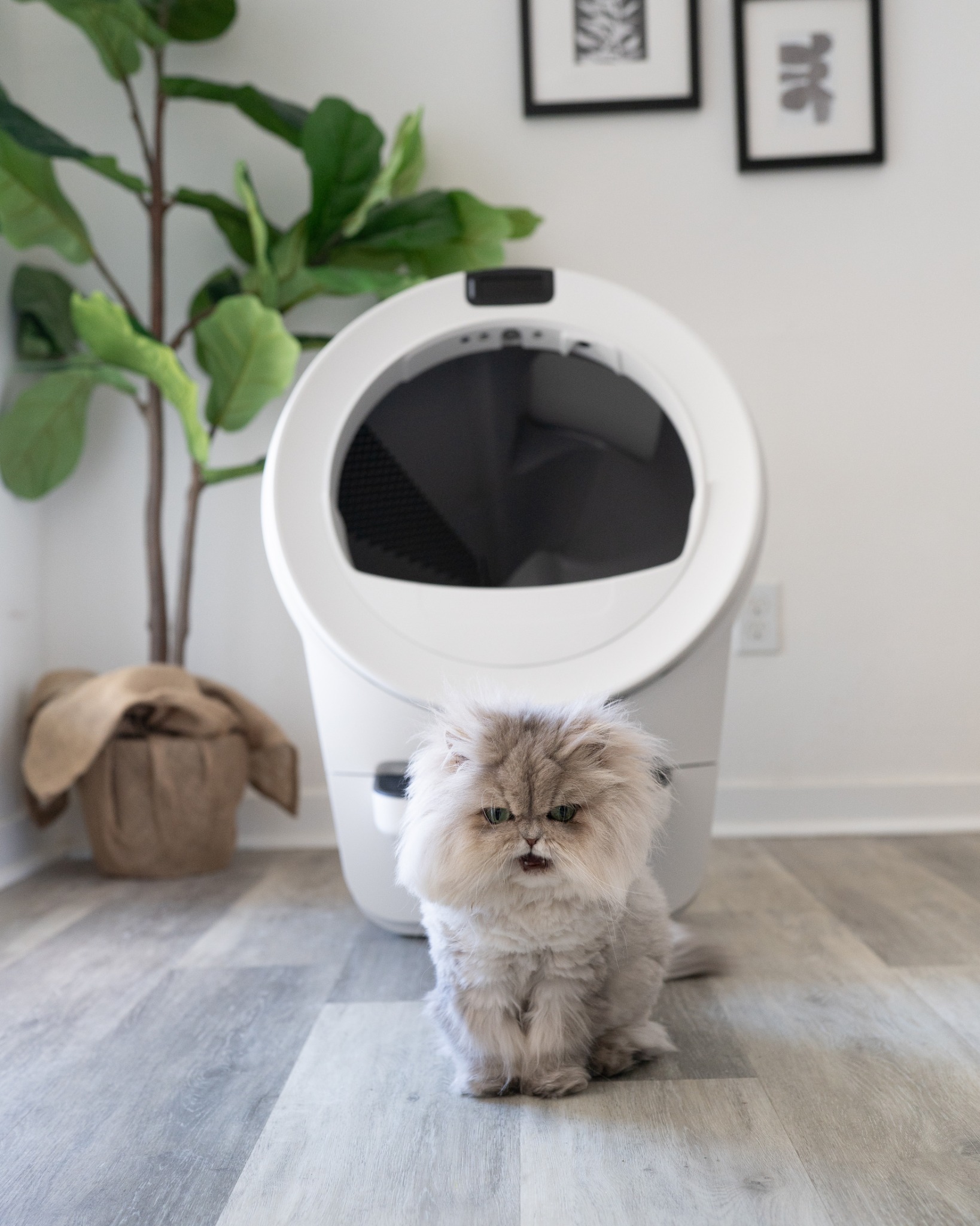 Whisker Facebook ad
