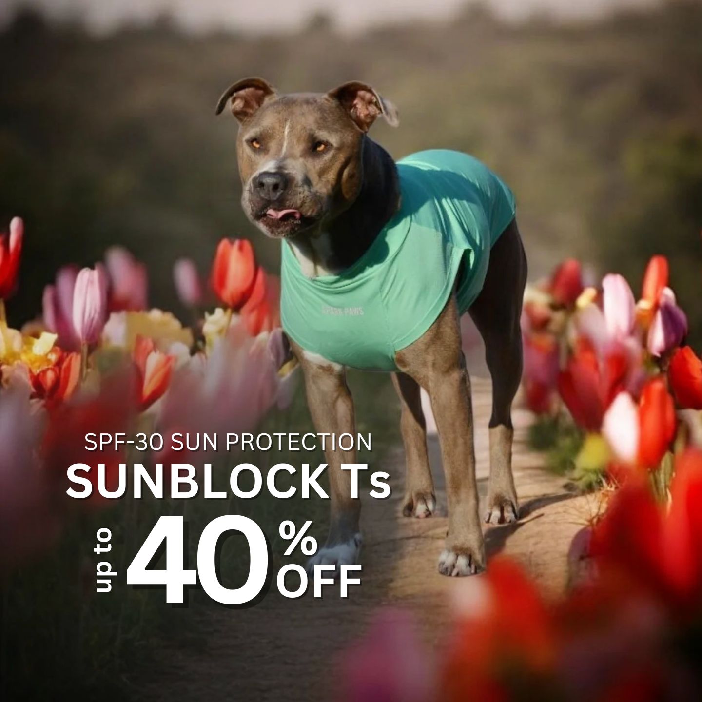 Spark Paws Facebook ad