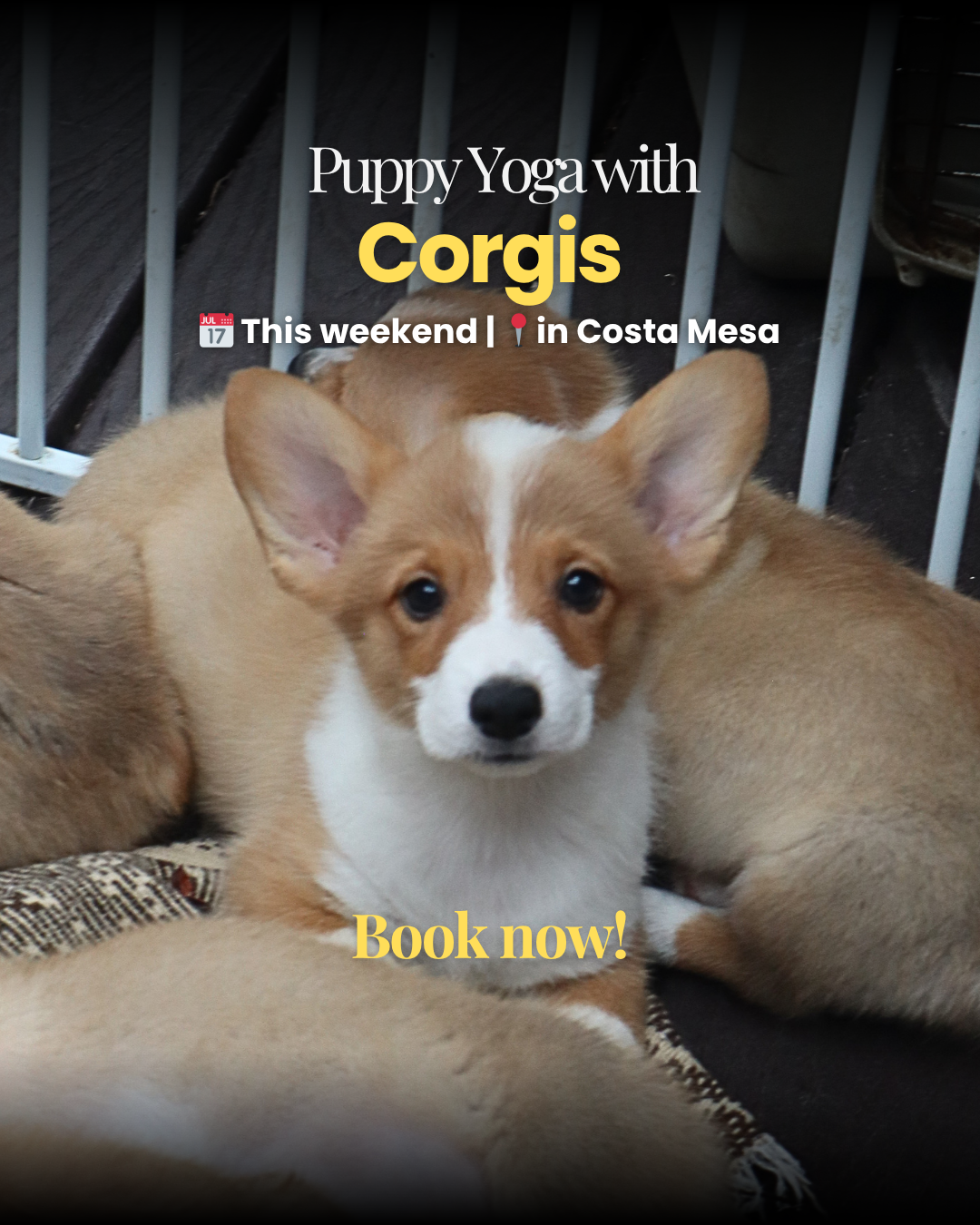 Puppy Yoga Club Facebook ad