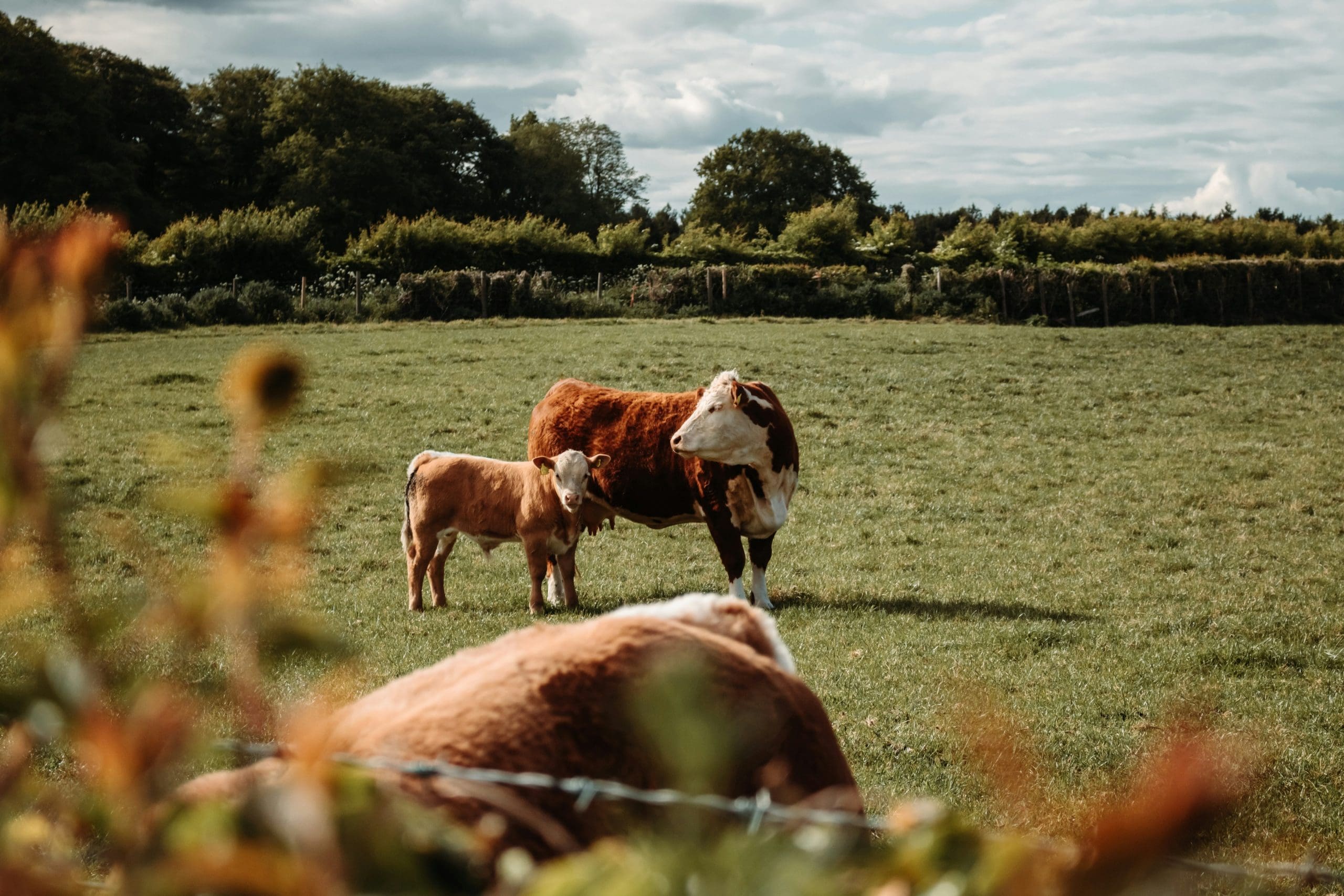 Altosid IGR Facebook ad: The Threat of Beef Heifer Mastitis - American Cattlemen