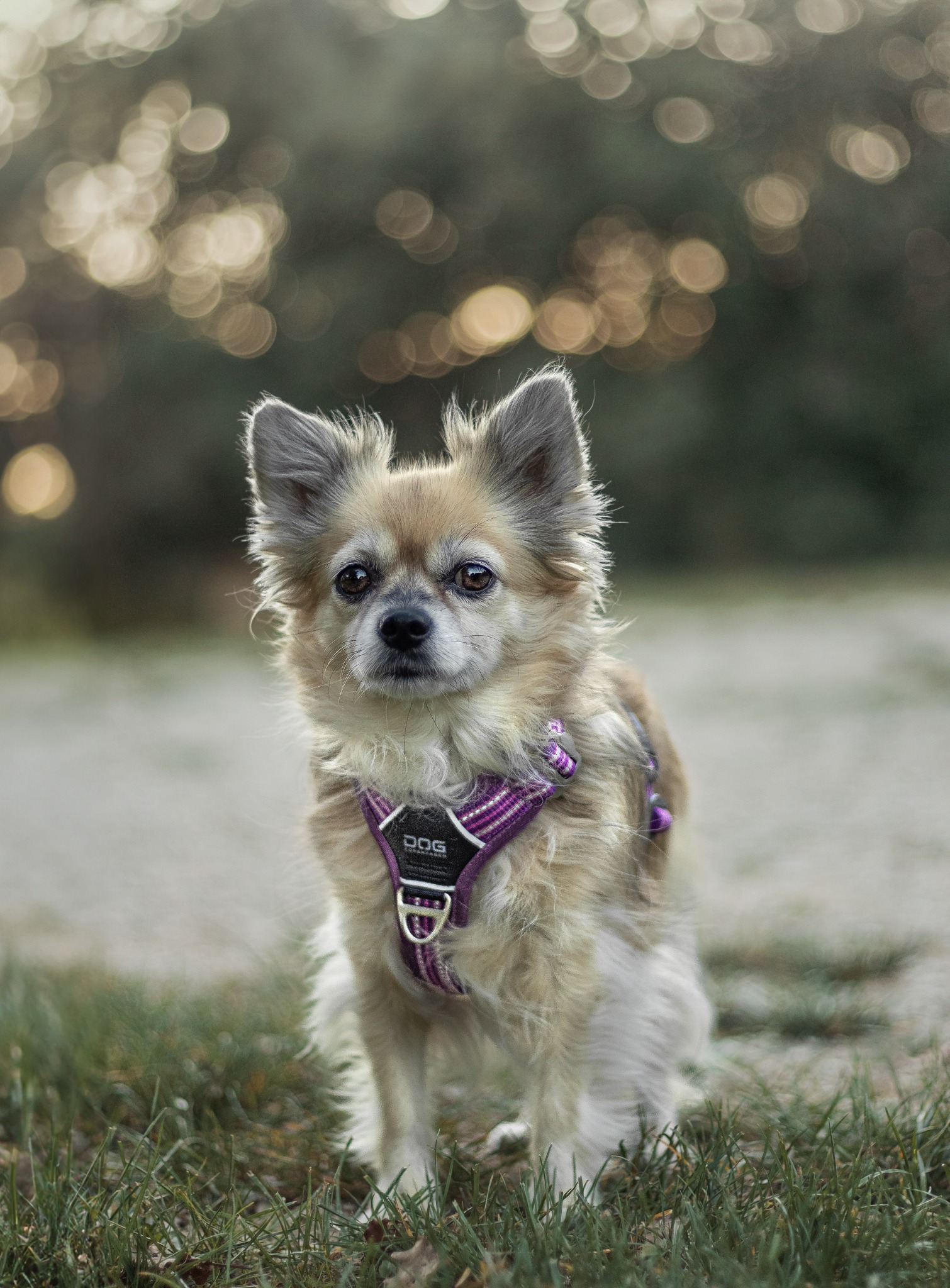DOG Copenhagen Facebook ad: DOG Copenhagen accessori per cani