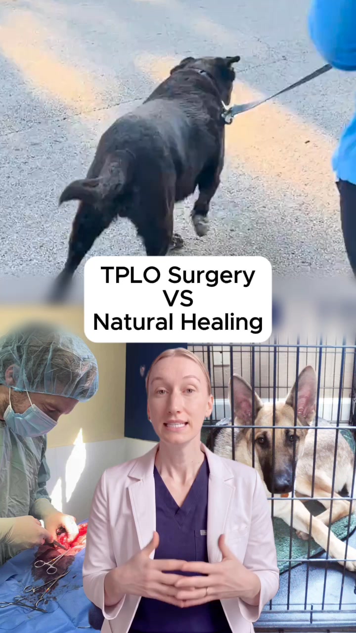 Paws & Hearts Vet Facebook ad: Your Dog's Knee Can Heal Without Surgery. Here's What's…