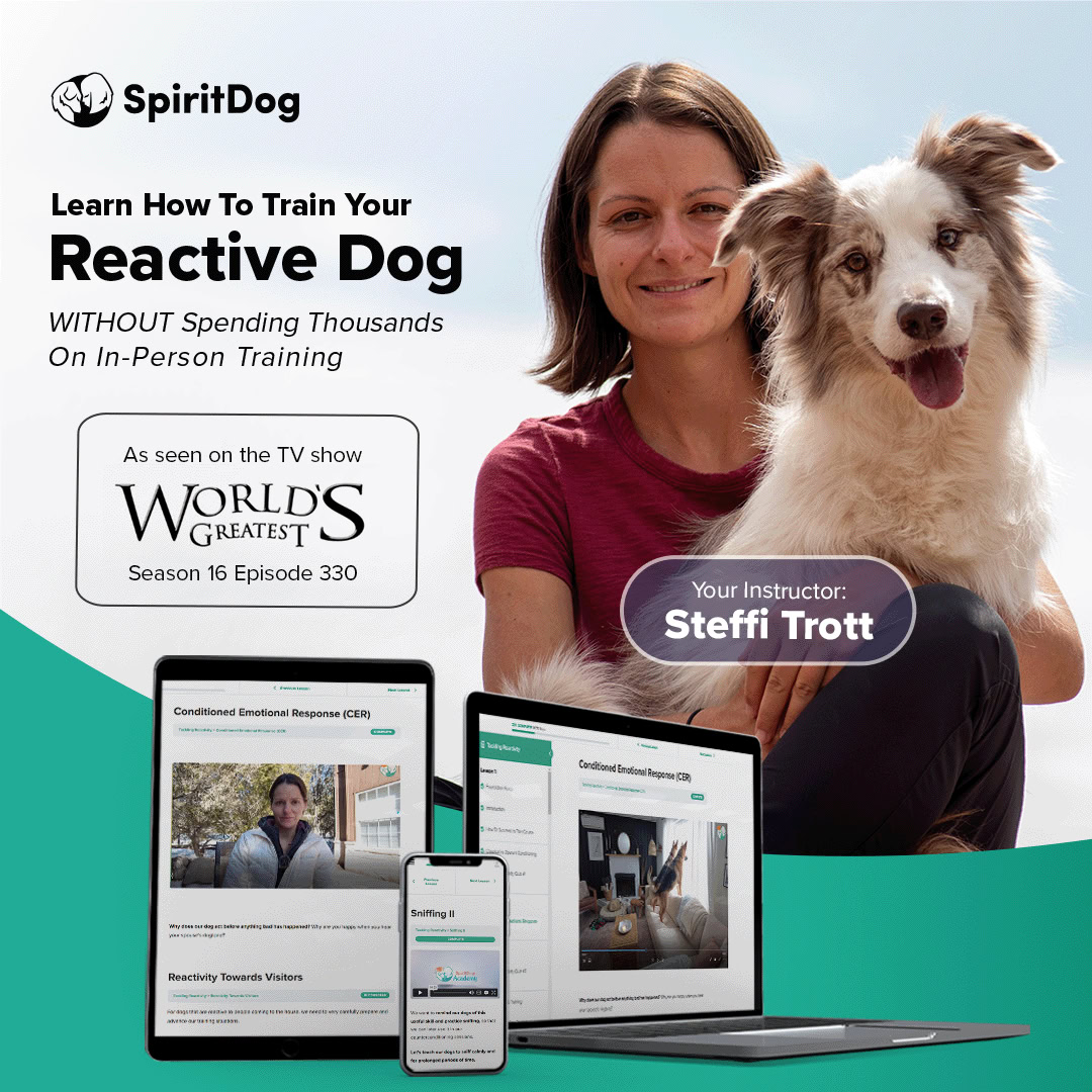 SpiritDog Training Facebook ad