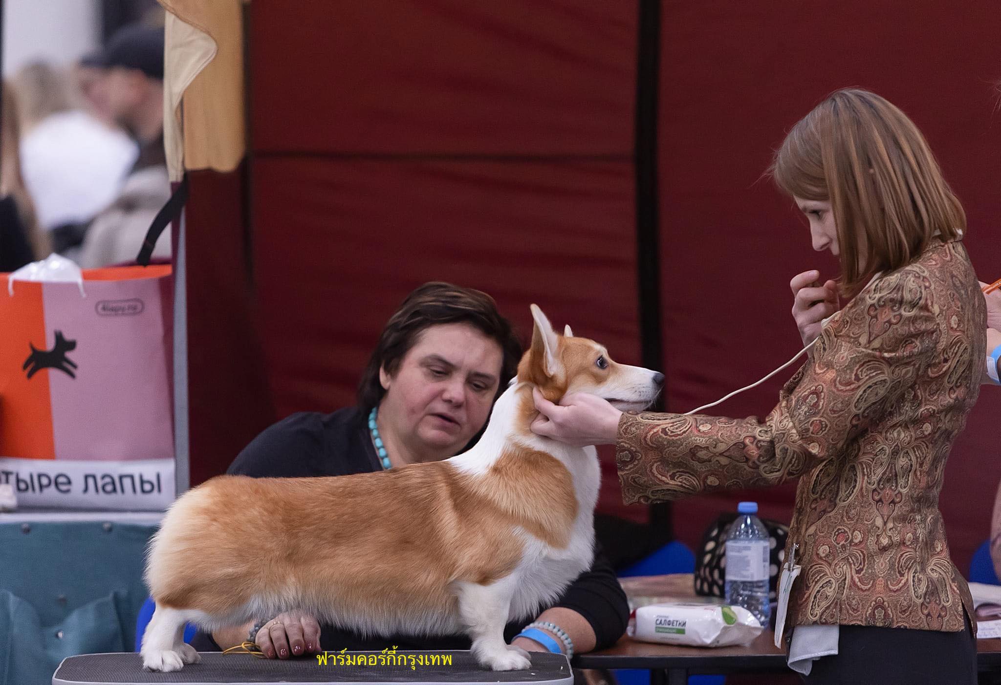 ฟาร์มคอร์กี้สายพันธุ์แท้ 100% ฟาร์มคอร์กี้กรุงเทพ - corgibangkok kennel Facebook ad: ฟาร์มเดียวในไทยคอร์กี้ไม่มียีนด้อย(Clear)โรคพันธุกรรมไขสันห…
