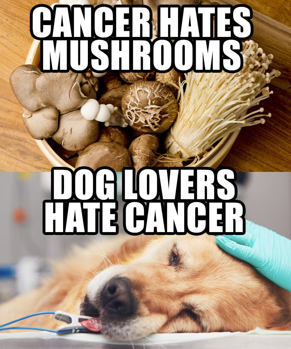 iHeartDogs Facebook ad