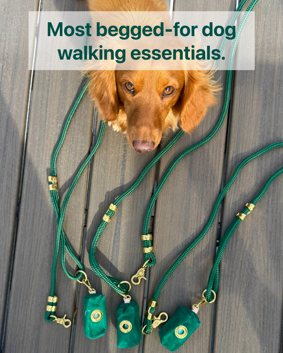 The Foggy Dog Facebook ad