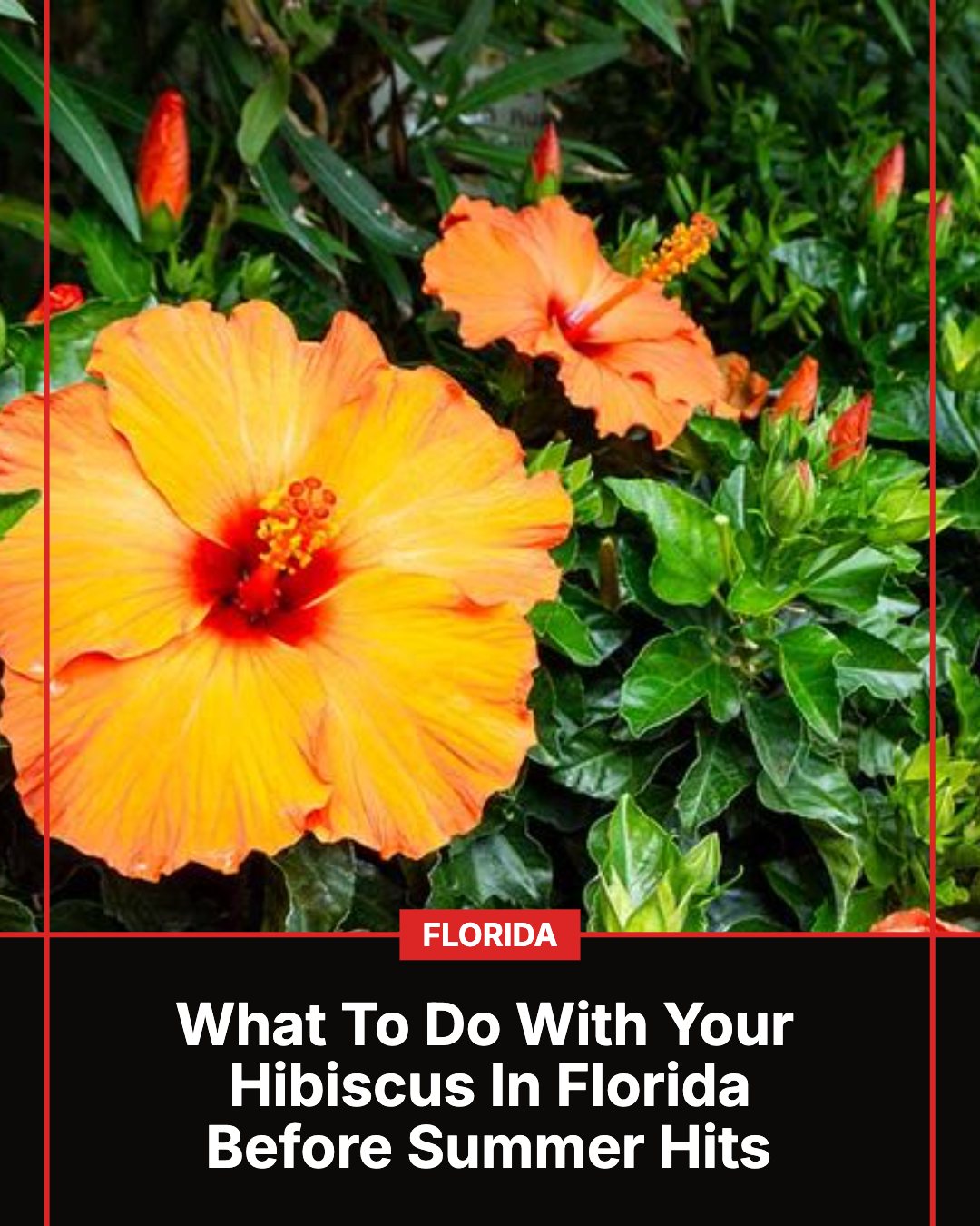 Florida Gardener Facebook ad: What To Do With Your Hibiscus In Florida Before Summer Hits