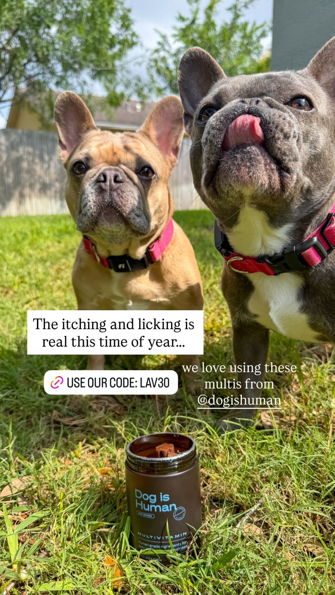 Dog is Human Facebook ad