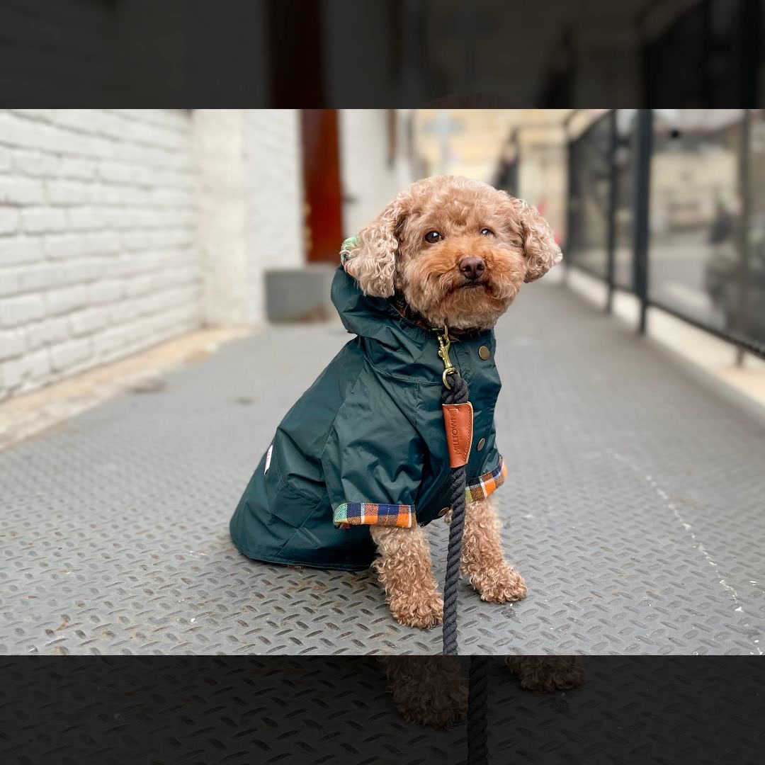 Milltown Brand Facebook ad: Keep Your Pup Dry In Style!
