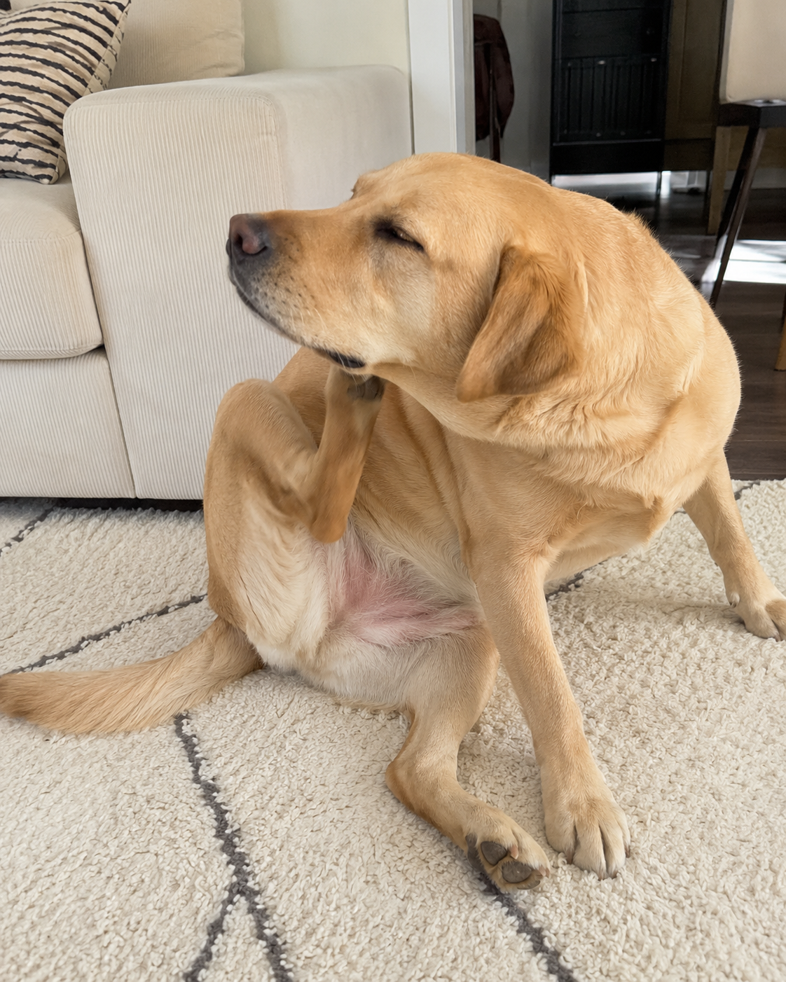 Kate Jones Facebook ad: She's Either Asleep Or She's Scratching. That's Her Entire…