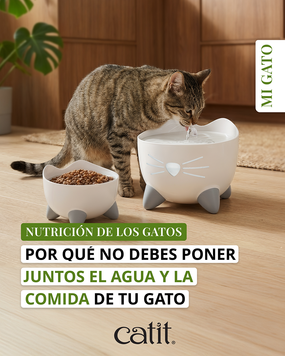 Catit España Facebook ad