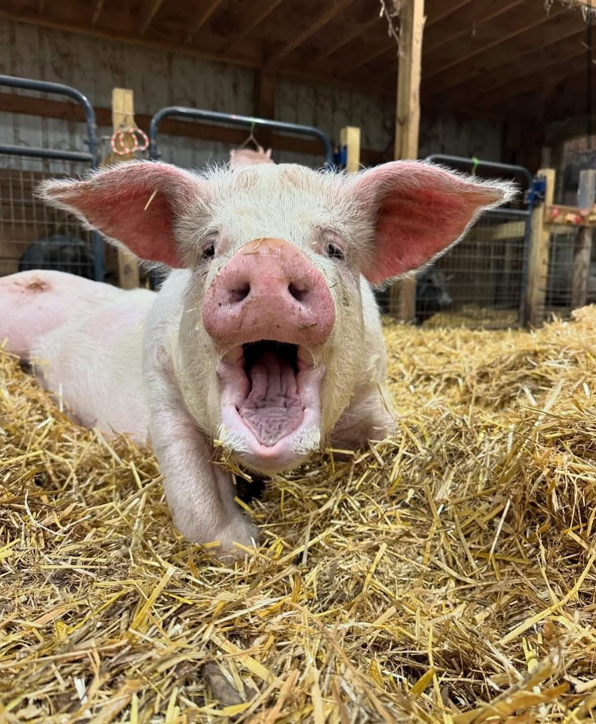 Oinking Acres Farm Rescue & Sanctuary Facebook ad: In the wake of Reign’s loss, all we…