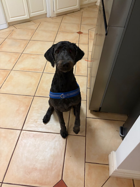 Petstralia.com - Adoption of dogs - Western Australia Facebook ad: Looking for a dog?