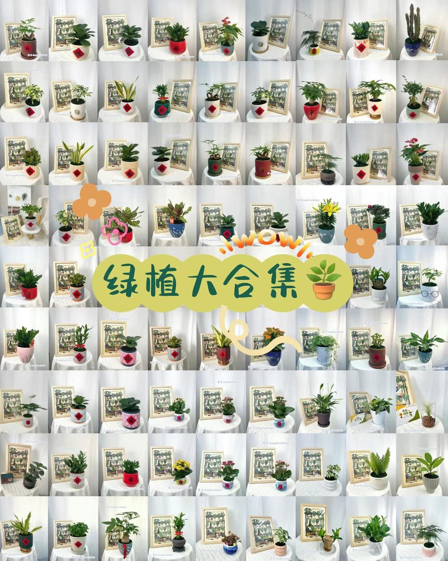 简•艺 SimplyPlant Studio Facebook ad