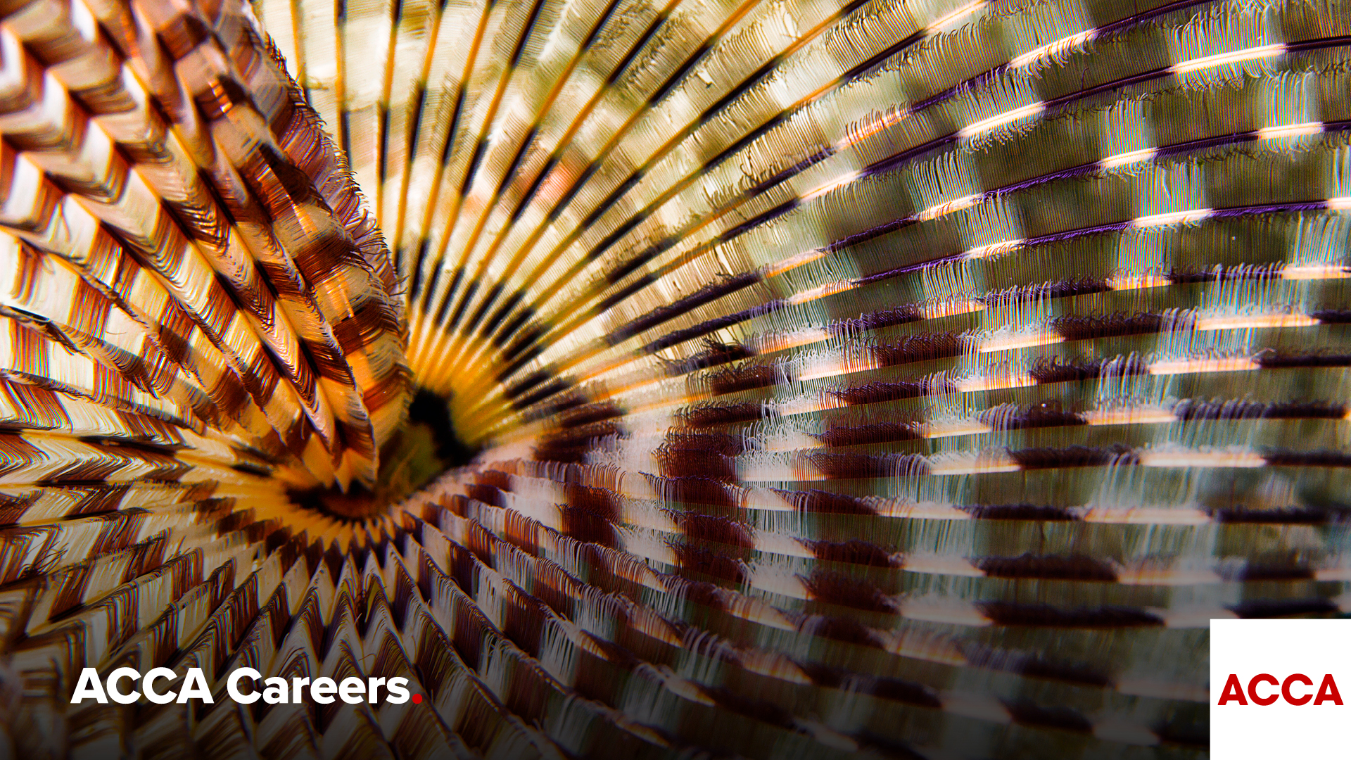 ACCA Careers Facebook ad