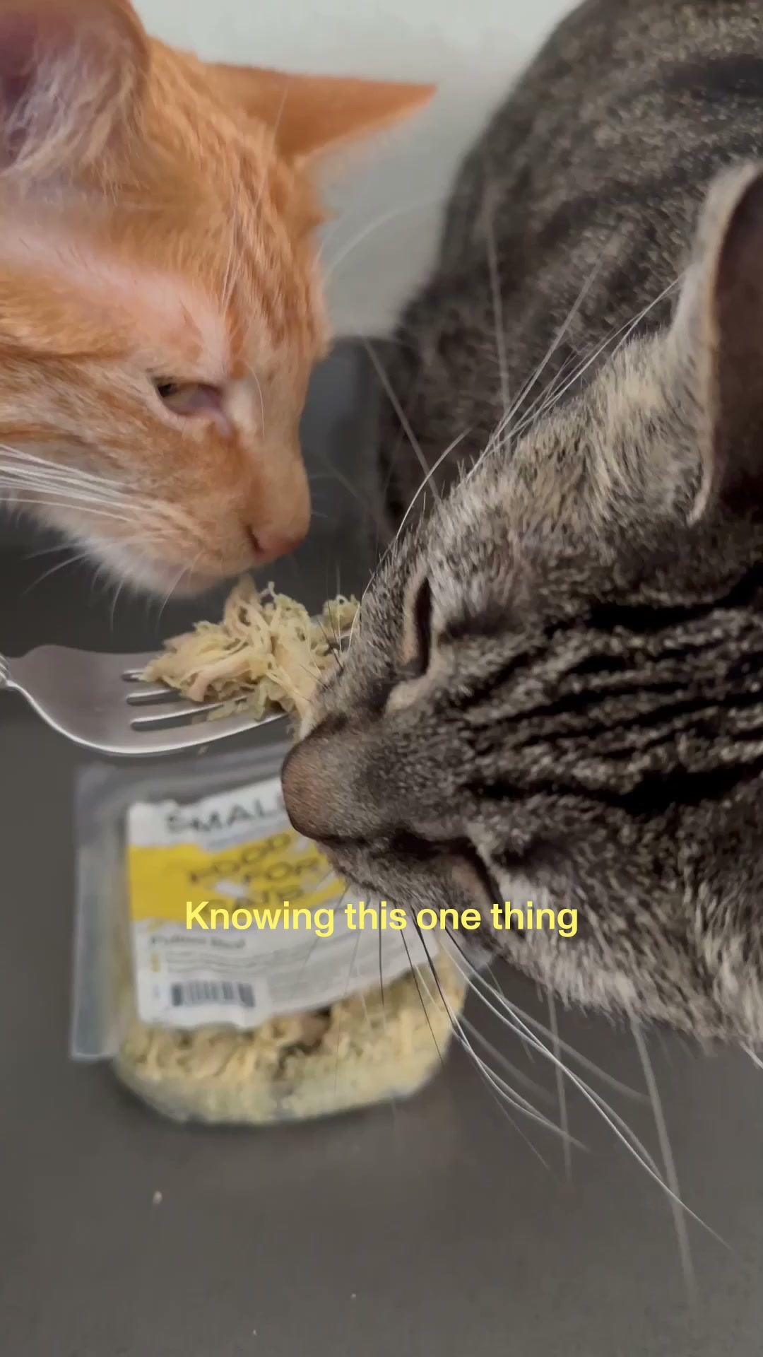 Smalls Facebook ad: Human-Grade Fresh Cat Food