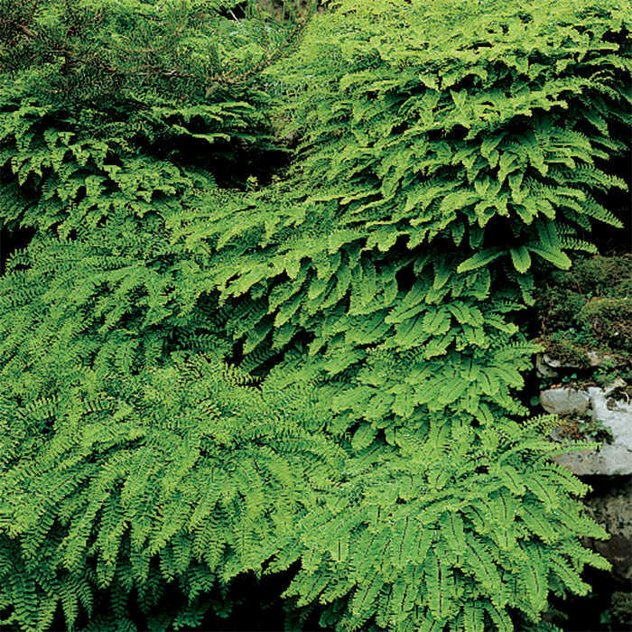 Jung Seed Co. Facebook ad: Whether you’re a seasoned gardener or planting your…