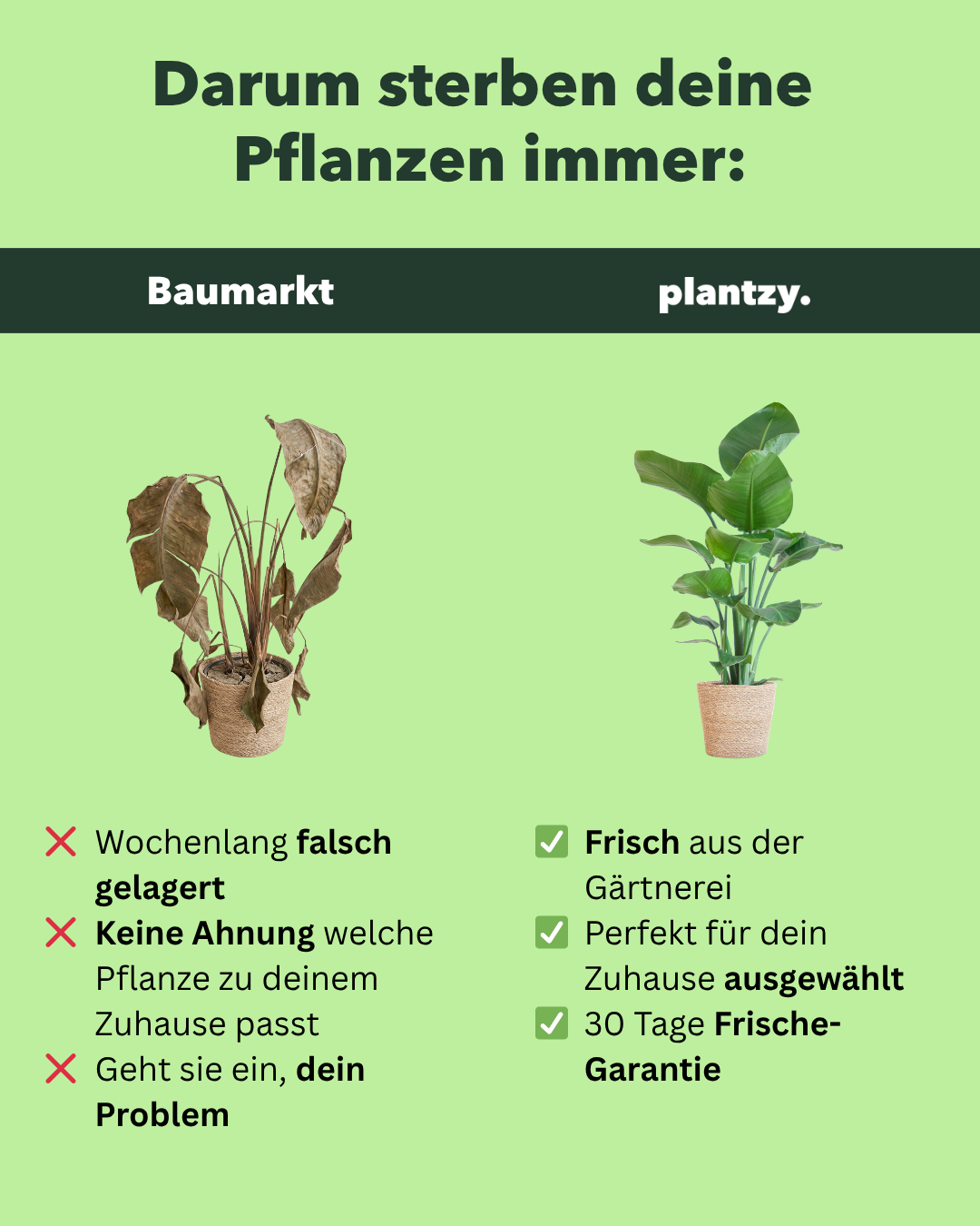 Plantzy.de Facebook ad: Deine neue Zimmerpflanze