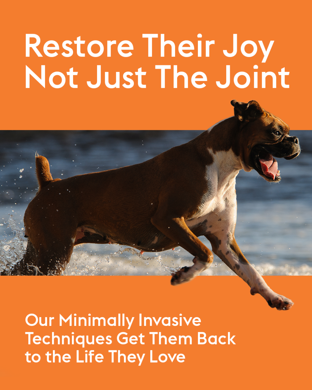 Westchester Animal Hospital Facebook ad from Aug 4, 2026