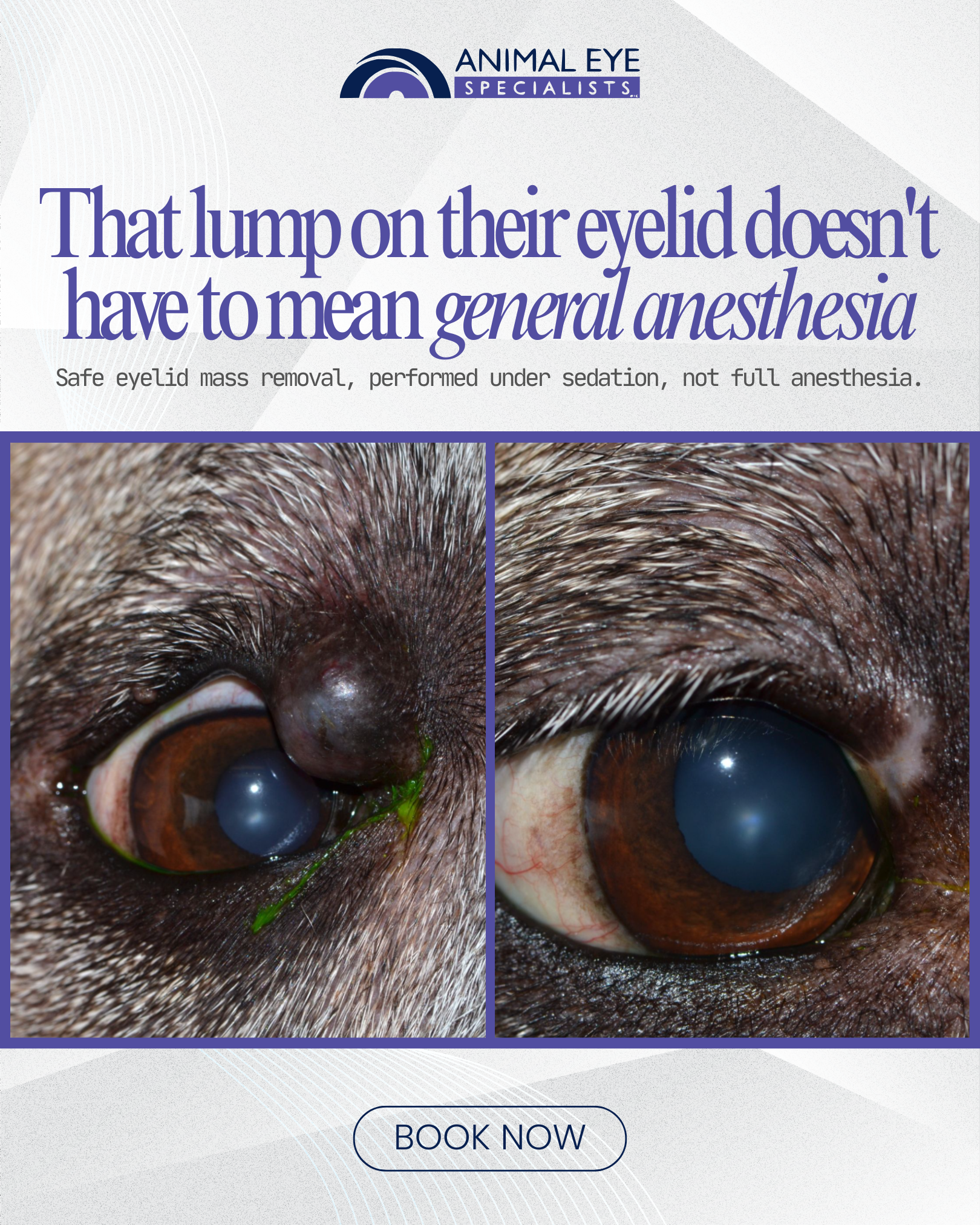 Animal Eye Specialists Facebook ad