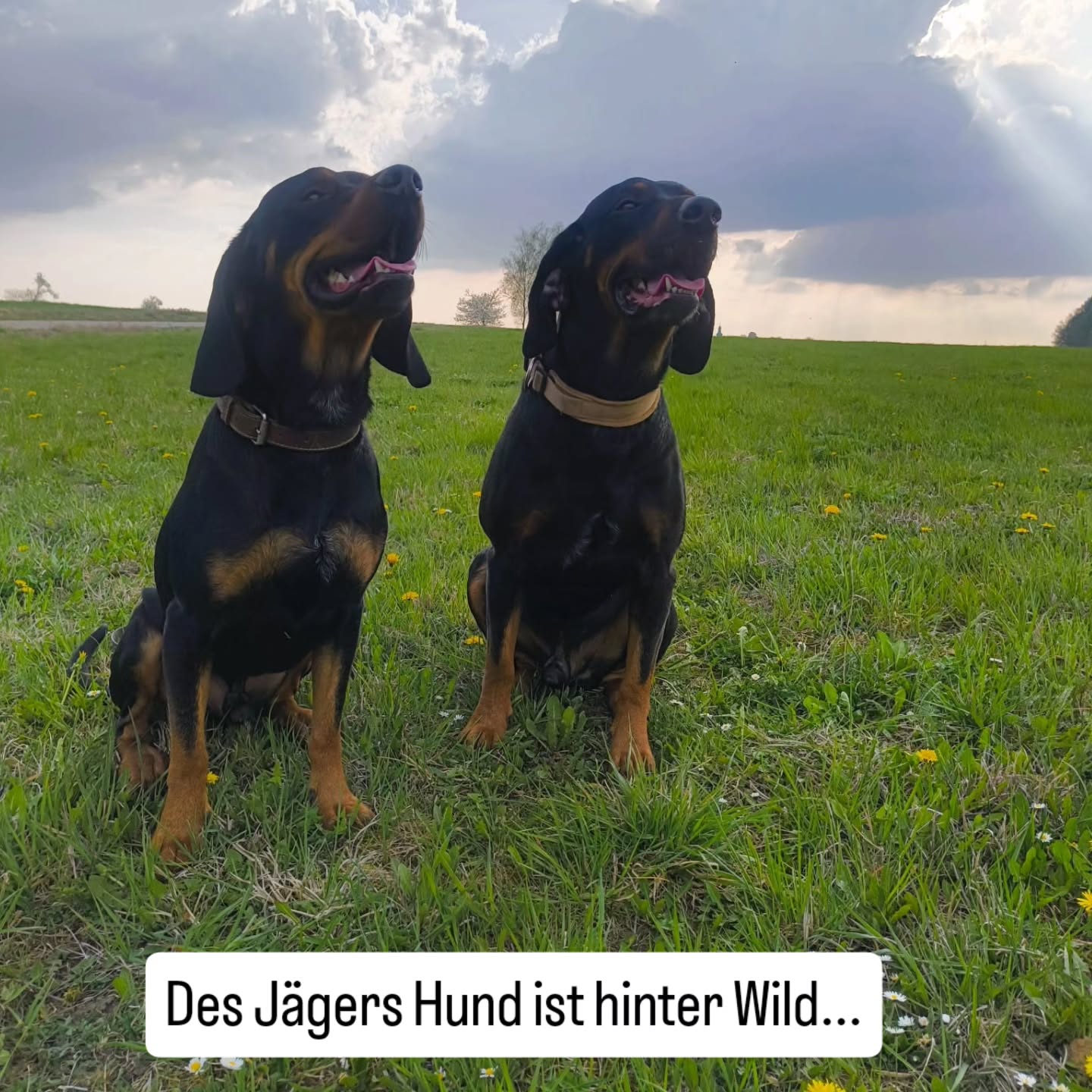 Jagdschule Schloss Wiesenthau Facebook ad: Dein treuer Hund.