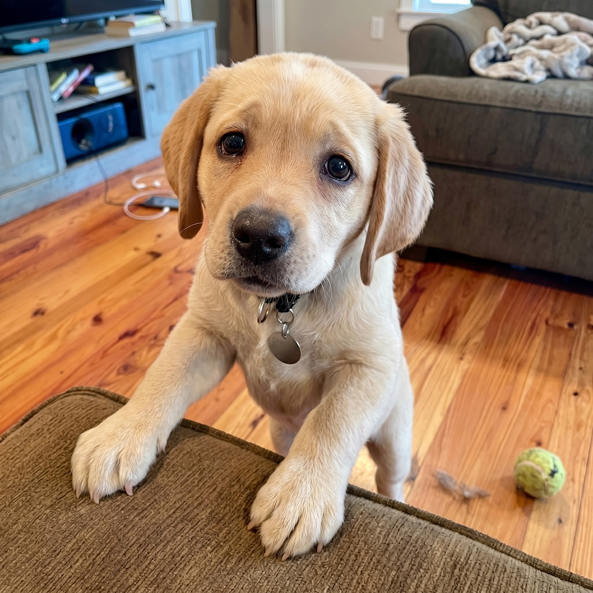Healthy Dogs Insider Facebook ad: Read If You Love Your Dog