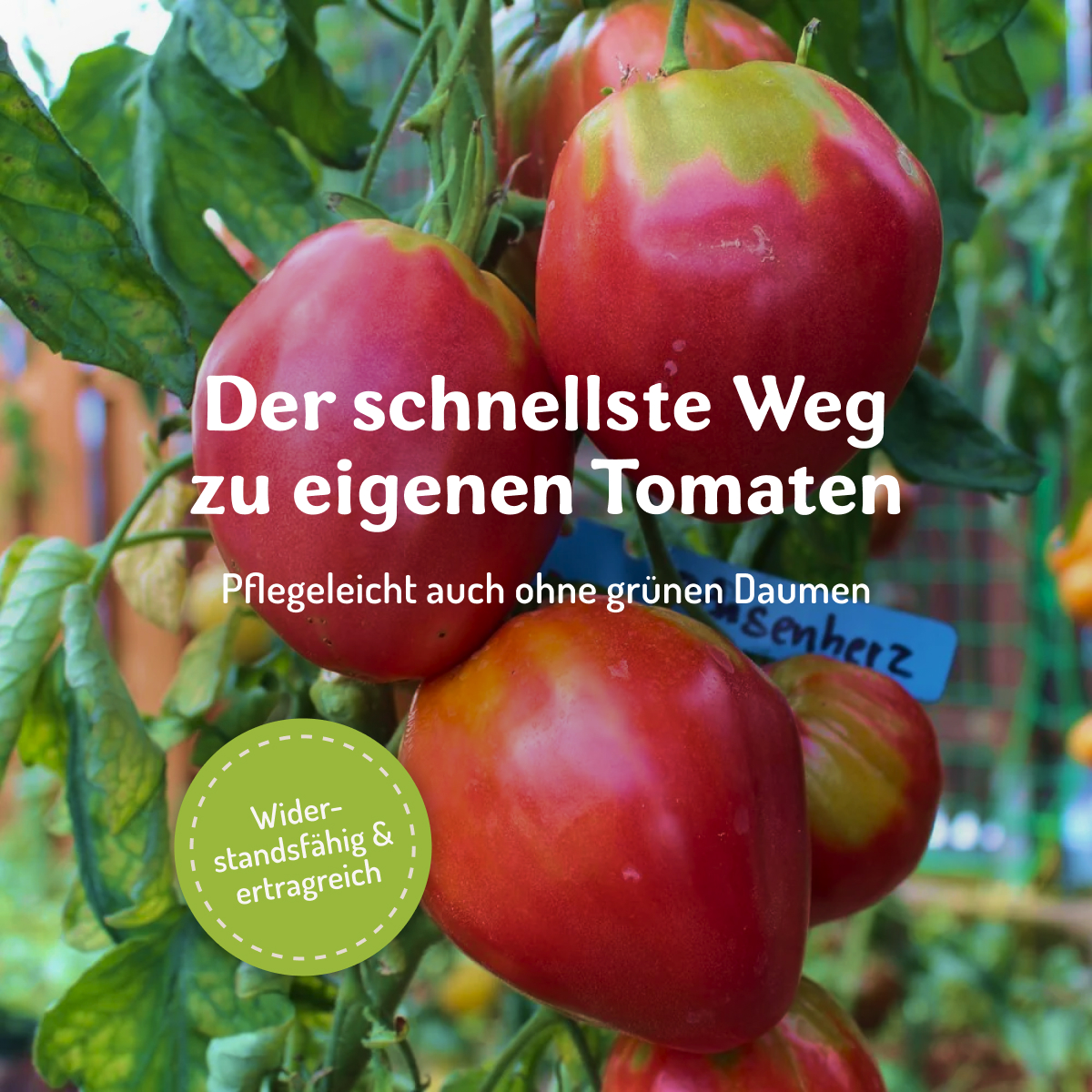 Samenfritze Facebook ad