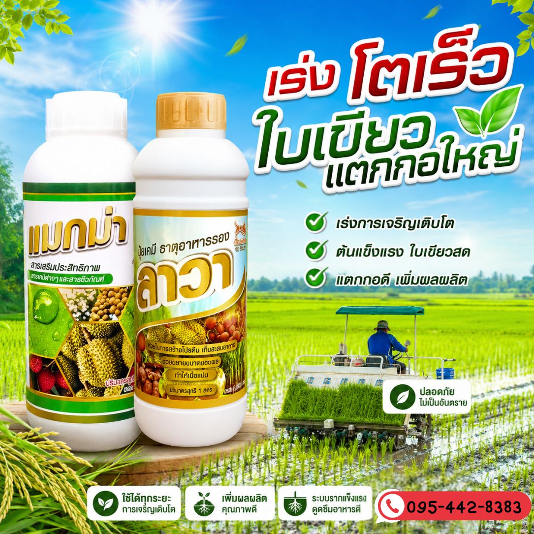 แมกม่าและลาวา สินค้าเกษตร 095 4428383 Facebook ad: โตเร็ว แตกยอดแตกกอ ประหยัดปุ๋ยยาเยอะมาก