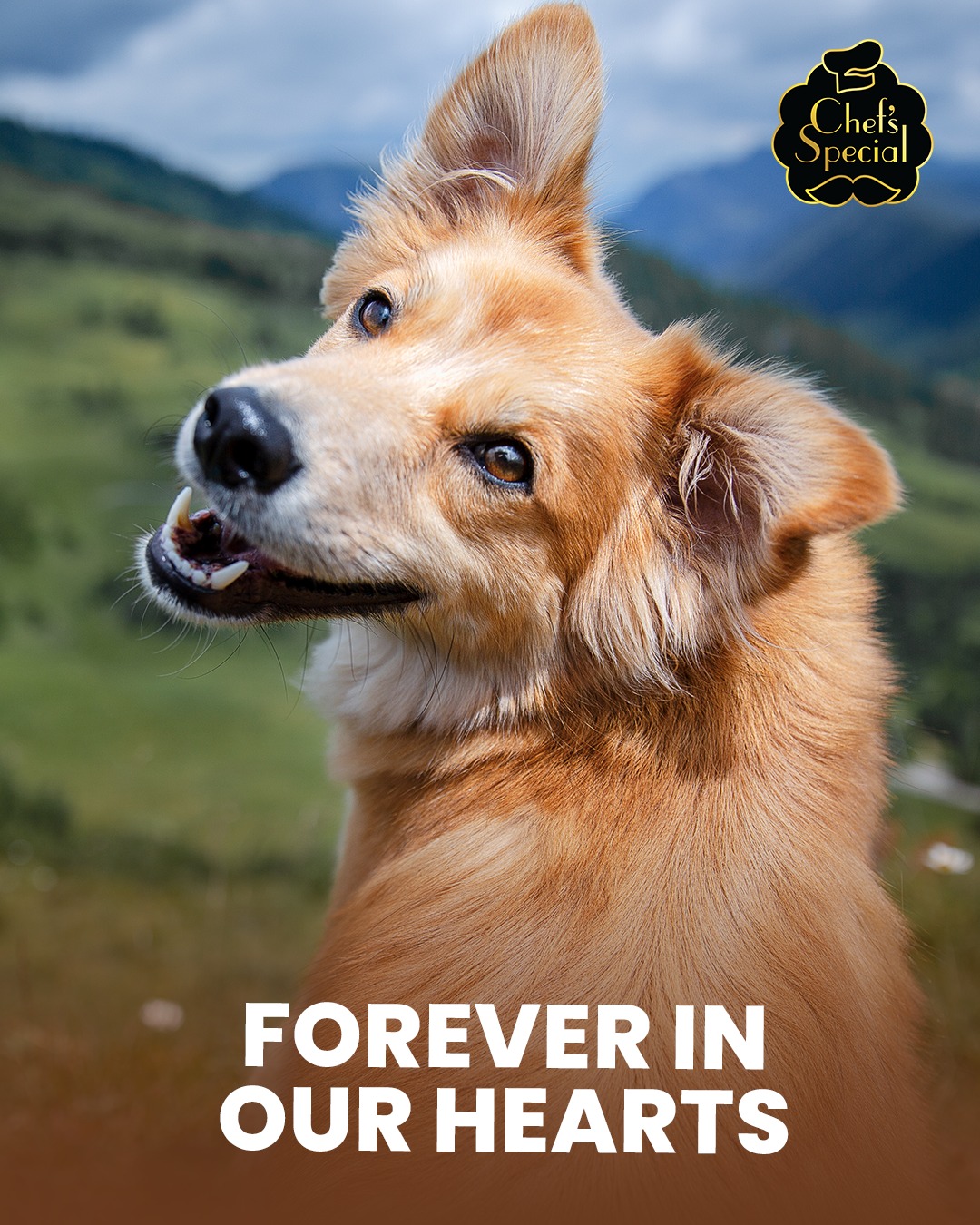 Chef's Special Premium Dog Food Facebook ad: Remembering the paws that left prints on our…
