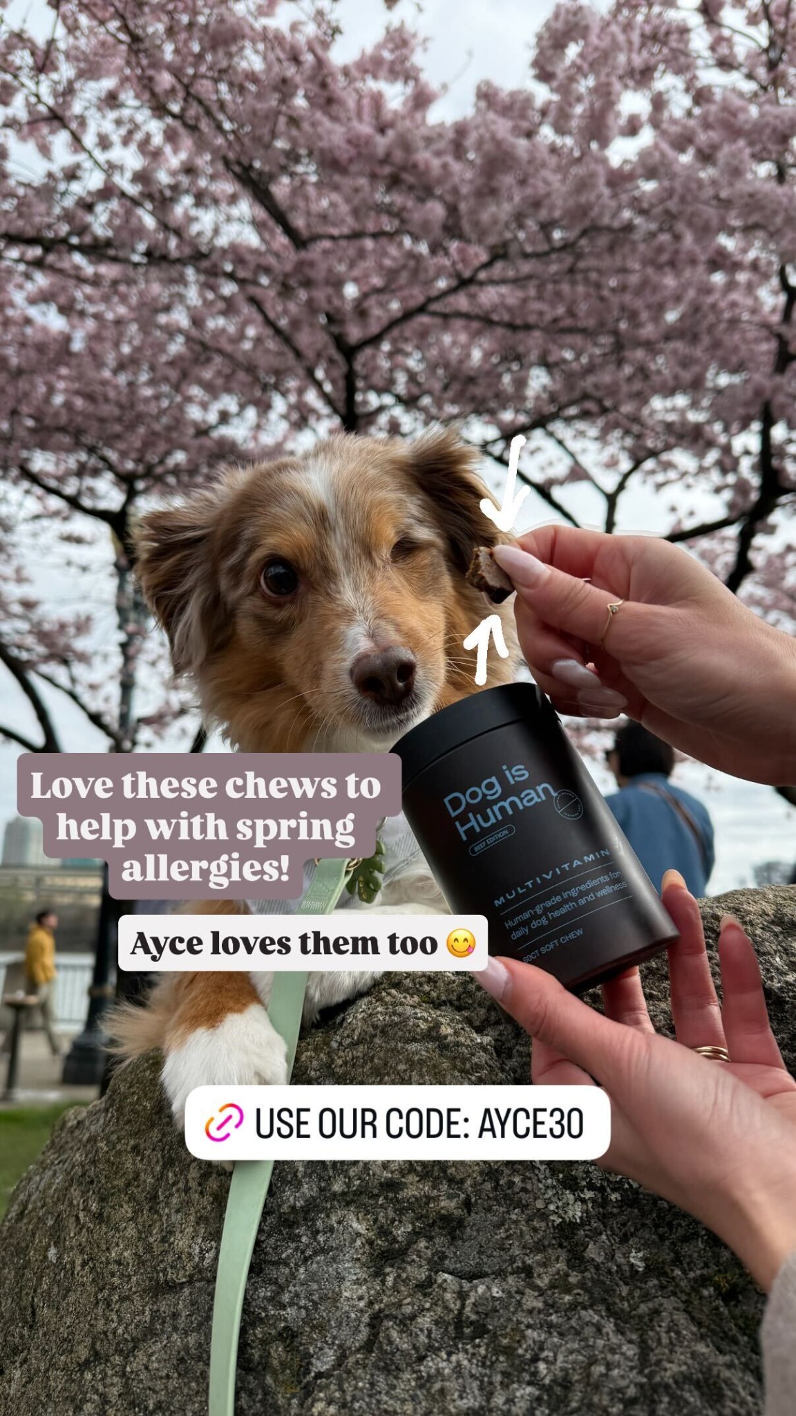 Dog is Human Facebook ad