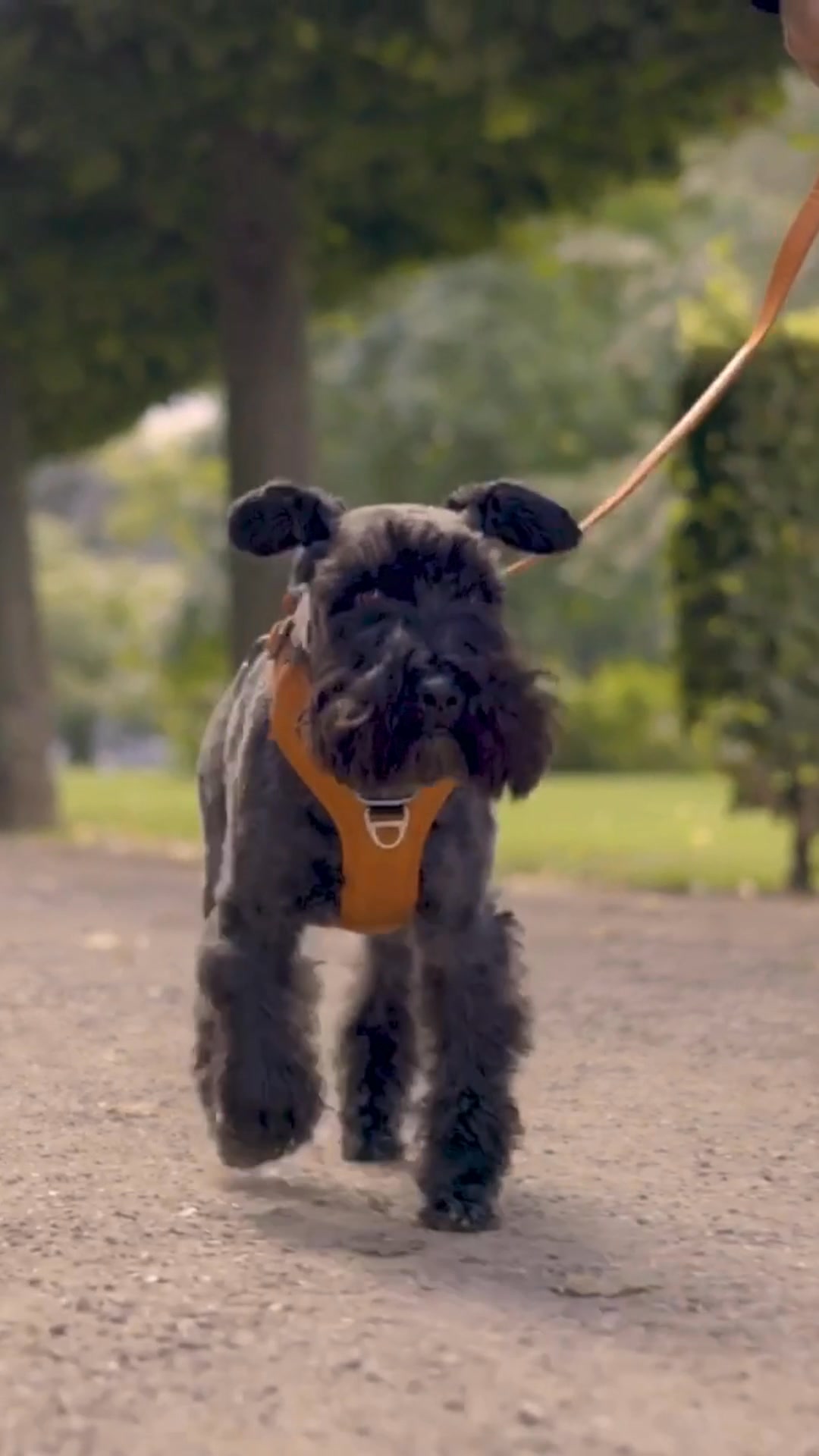 DOG Copenhagen Facebook ad: Pettorina Comfort Walk Pro