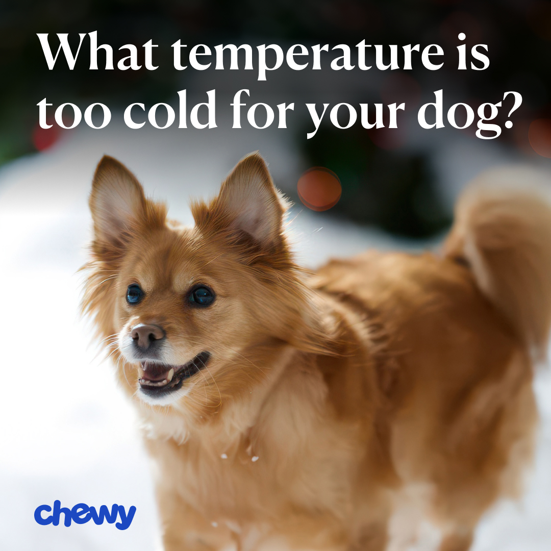 Chewy Facebook ad
