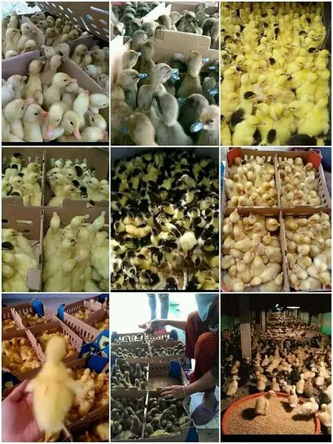 Wonokoyo Group Facebook ad: Promo Serba 300/Box