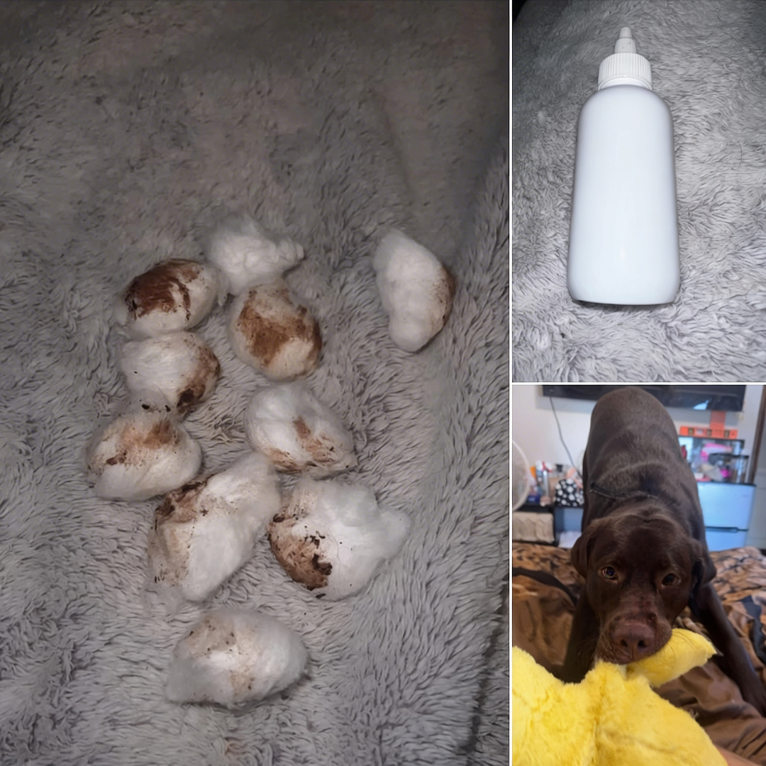 Everyday Paws Facebook ad