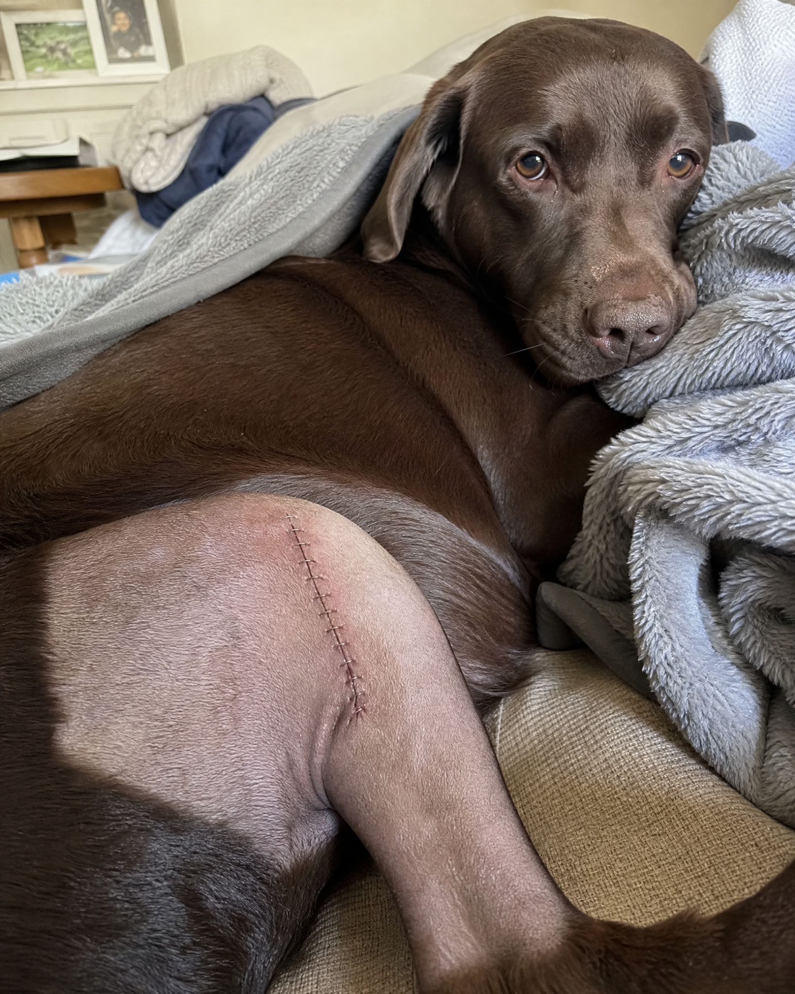 Carol Bennett Facebook ad: Why Your Dog’s TPLO Isn’t Healing.